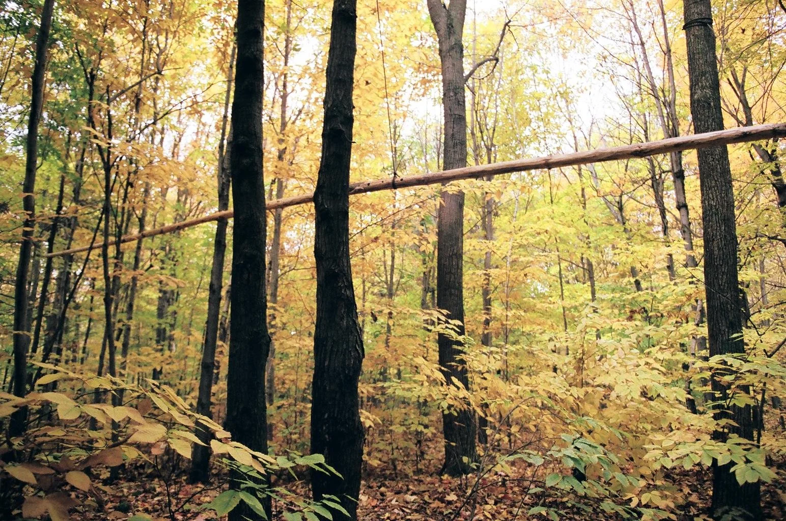 A dense forest with trees, mostly with dark trunks, during autumn. The trees have yellow and orange leaves, and some are green, with a fallen leaves covering the ground. A horizontal wooden pole is tied to some trees, possibly a makeshift barrier or 