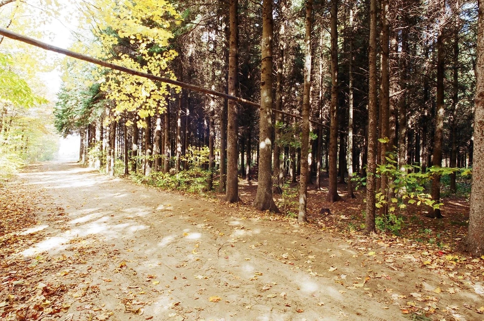 A dirt trail runs through a forested area with tall trees and autumn leaves on the ground. Sunlight filters through the foliage.