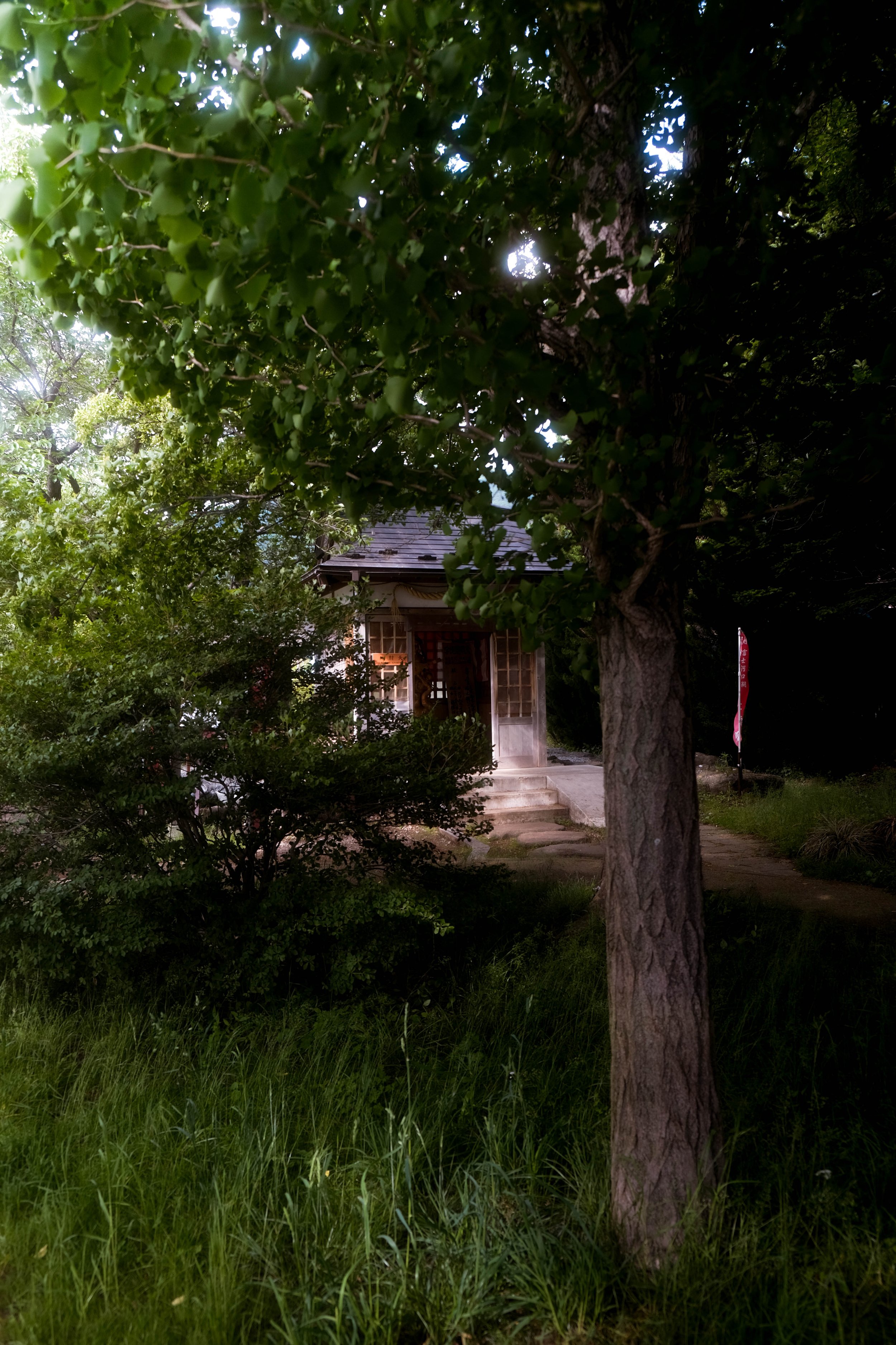A small wooden house with steps leading up to a porch, partially hidden behind a large tree and surrounded by green grass and bushes. Afternoon light filters through the leaves.