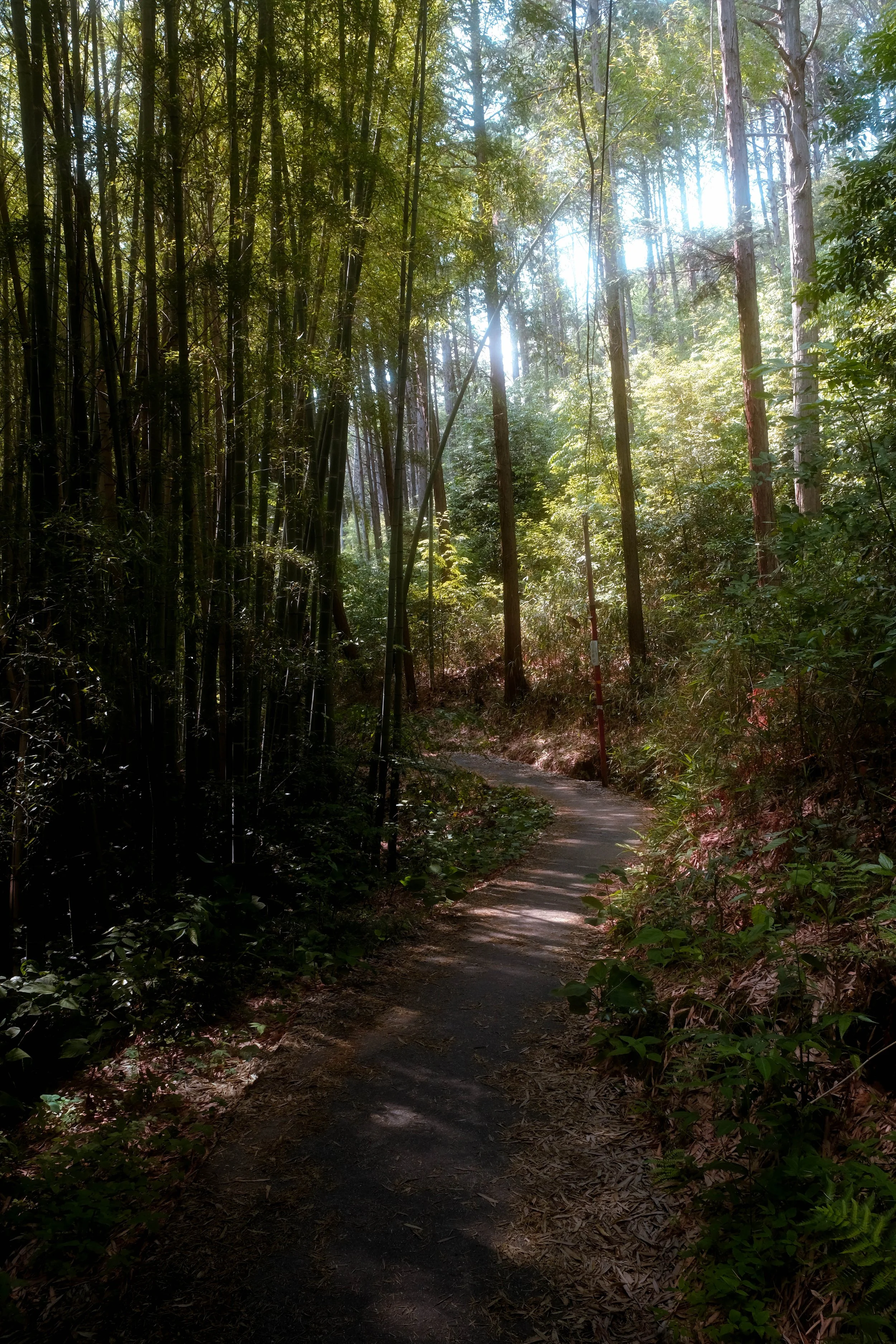 A narrow dirt trail winds through a dense green forest with tall trees and sunlight filtering through the leaves.