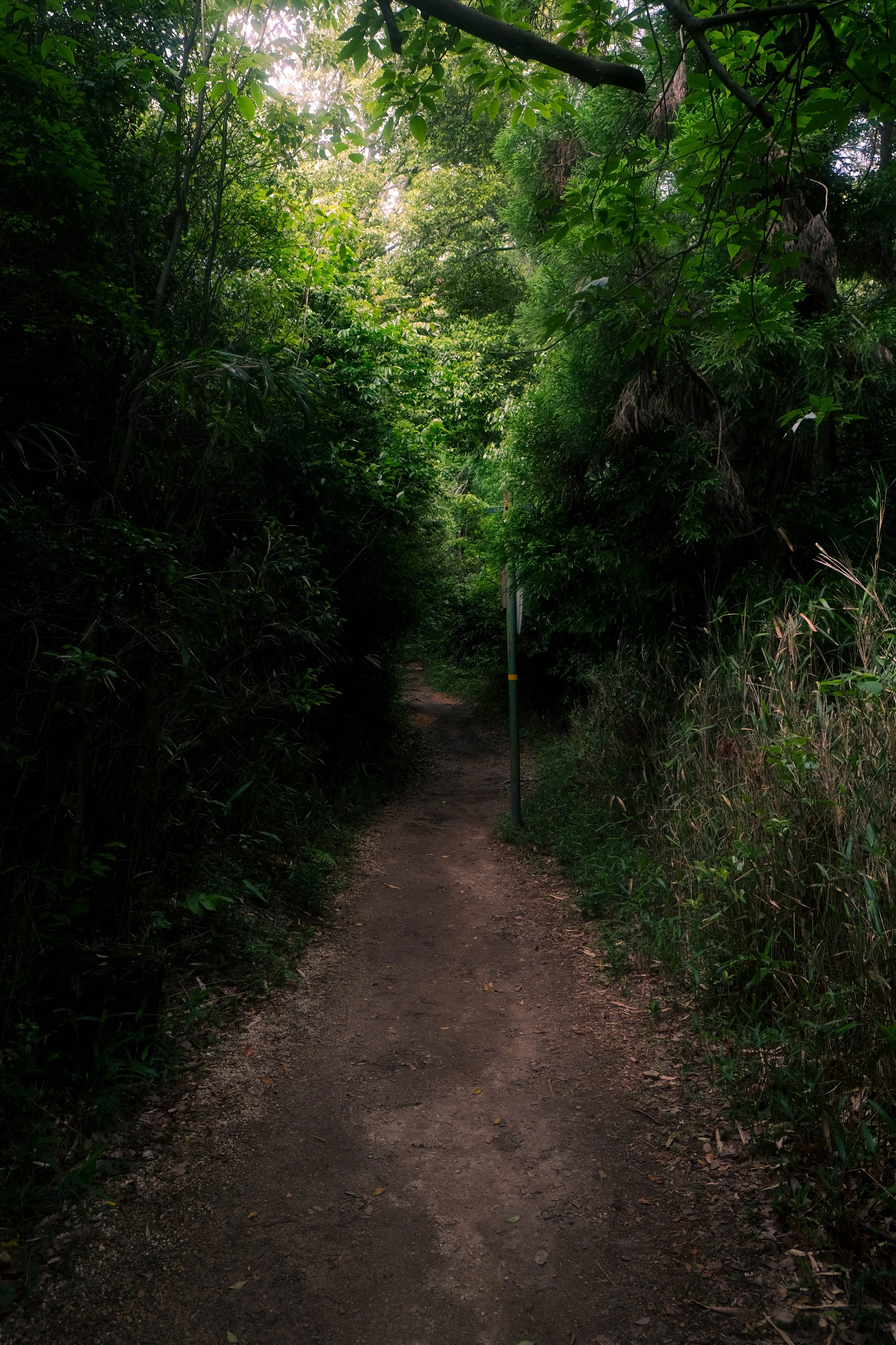 A narrow dirt path through dense green forest with lush foliage on both sides. The sunlight filters through the trees, creating a tranquil, shaded atmosphere.