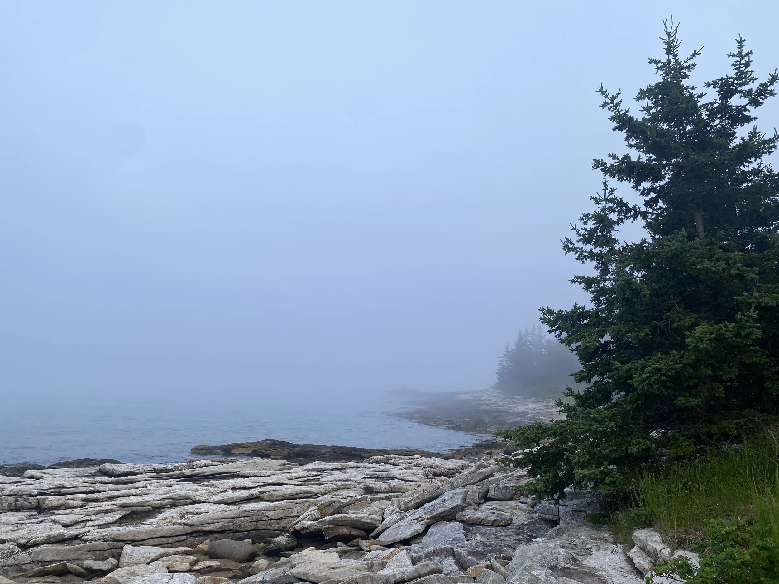 Foggy Maine shoreline with large rocks in the foreground, calm water, and a pine tree along the water's edge.