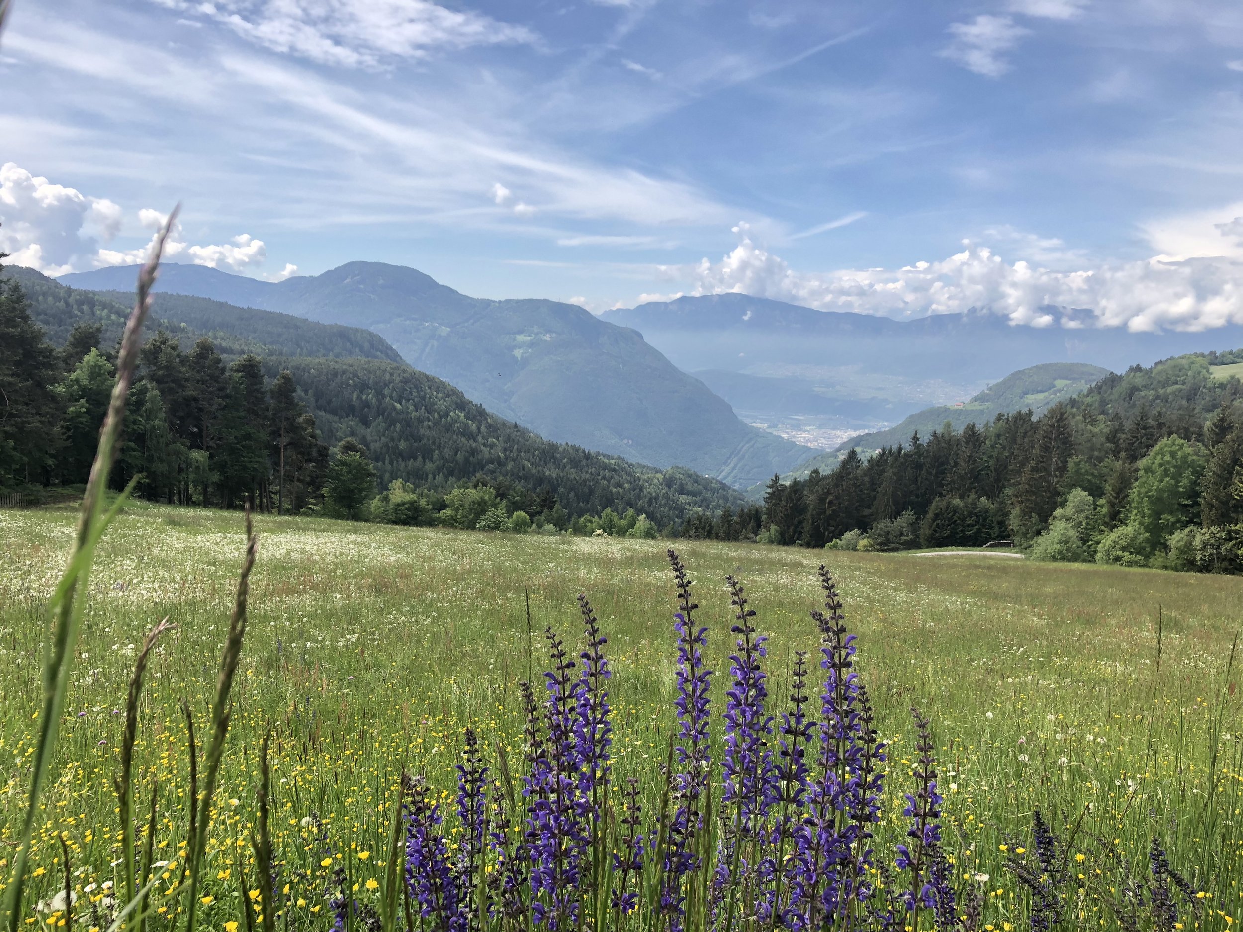 Rolling green hills dotted with wildflowers beneath a partly cloudy sky in the Italian countryside.