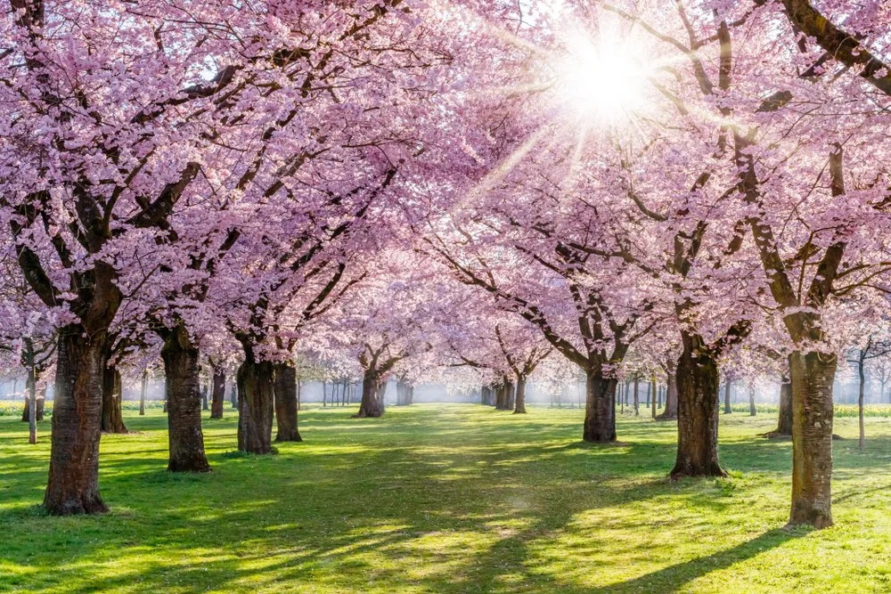 Sun shining through blooming pink cherry blossom trees in a park with green grass and a clear sky.