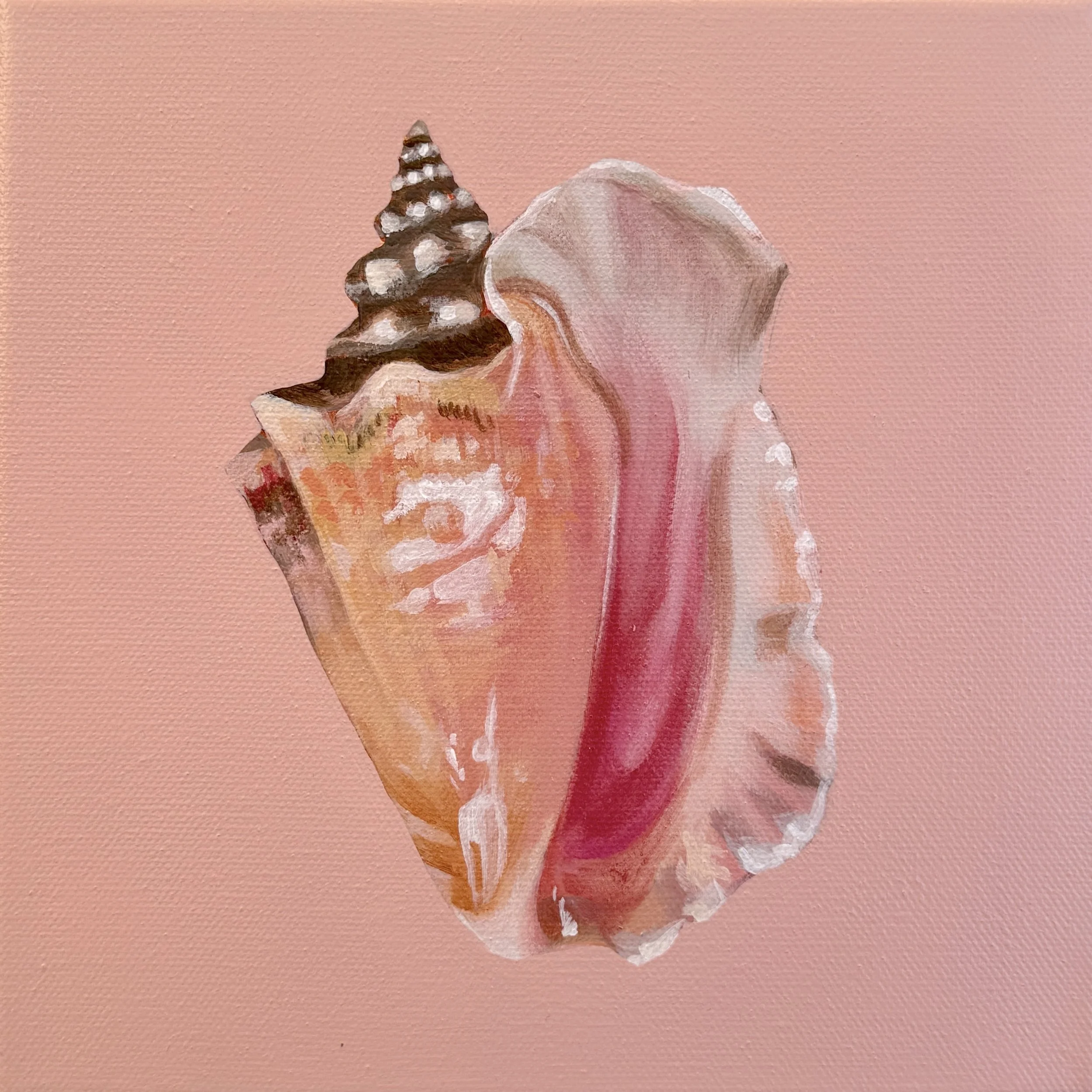 FLORIDA CONCH.jpg