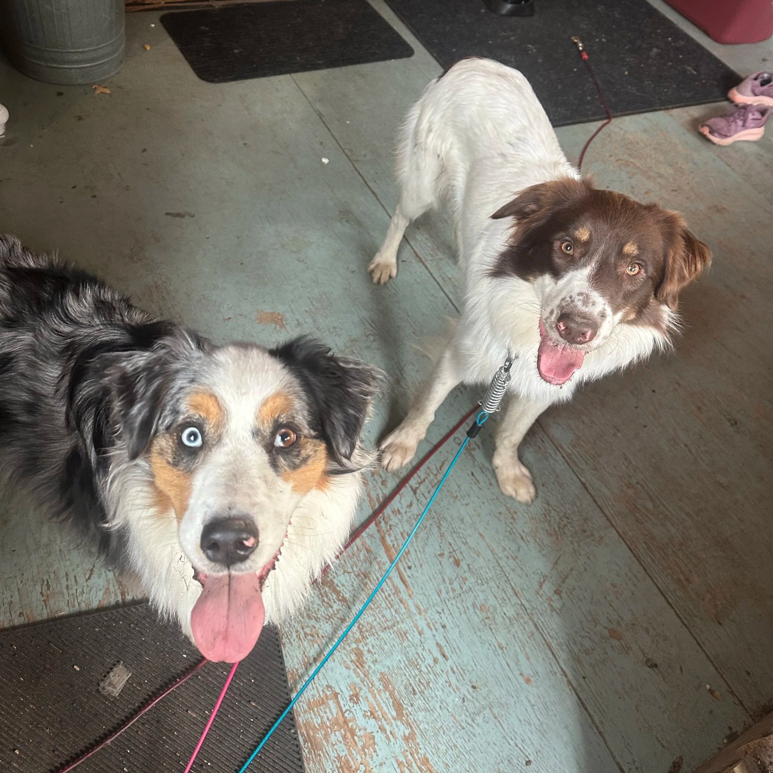 kodi+and+junneau.jpg
