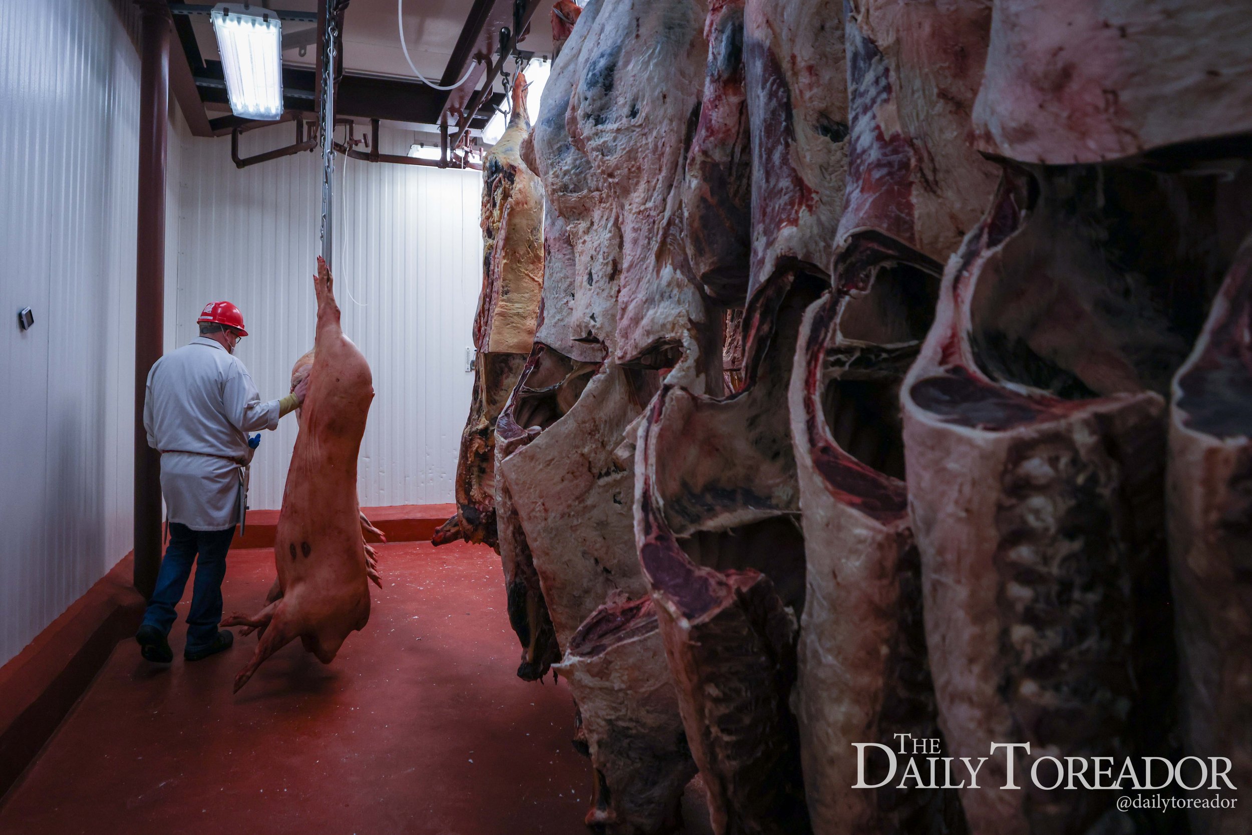 A worker wearing a red safety helmet and white coat inspects large animal carcasses in a slaughterhouse with hanging carcasses and exposed bones.