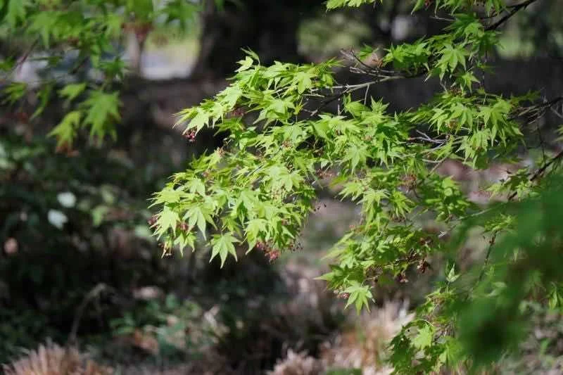 Cary家附近3.jpg