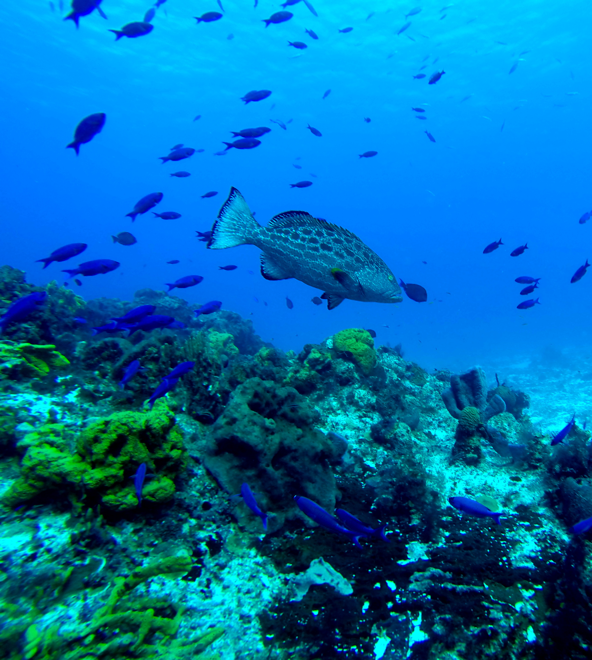 Underwater scene with a large fish near a colorful coral reef and a school of smaller fish swimming above.