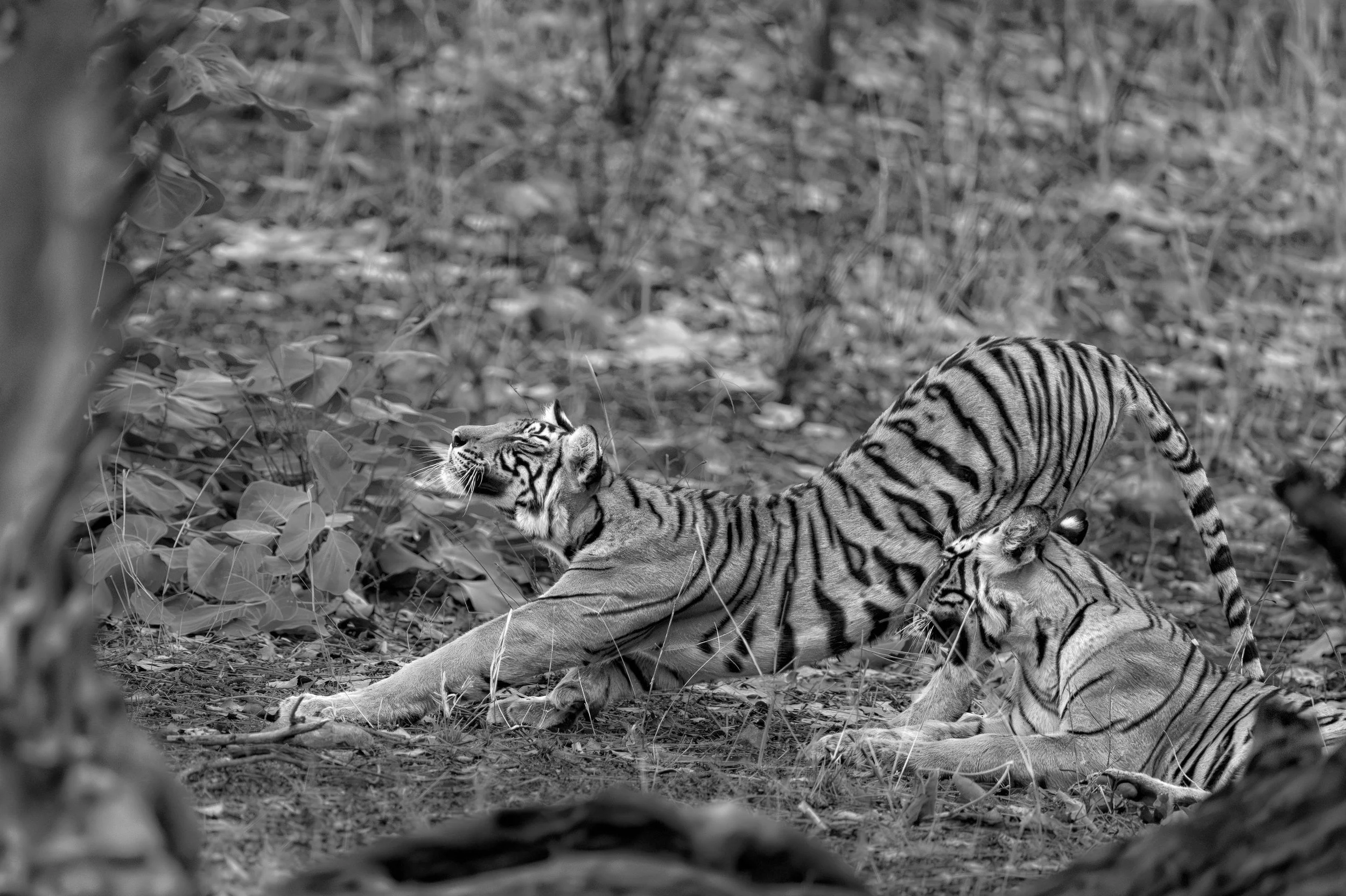 09_cub_stretching.jpg