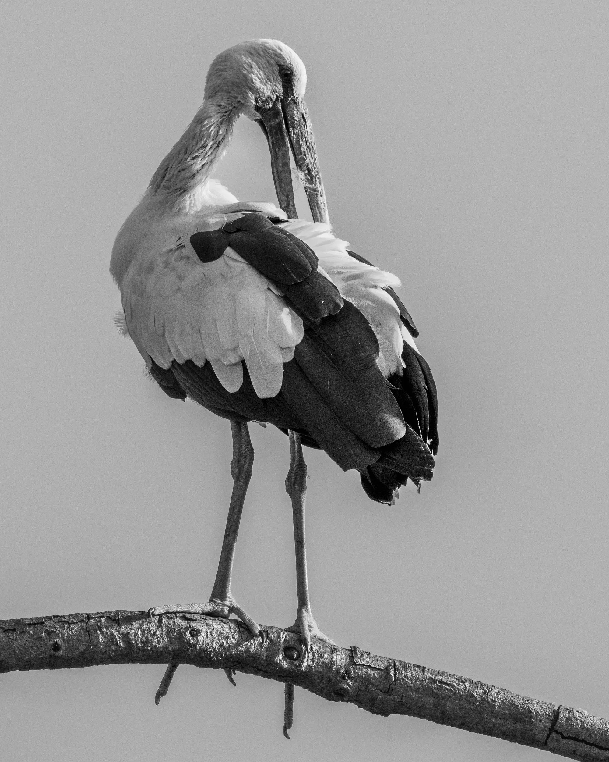 Asian openbill preening · 9 April, 7:27 am