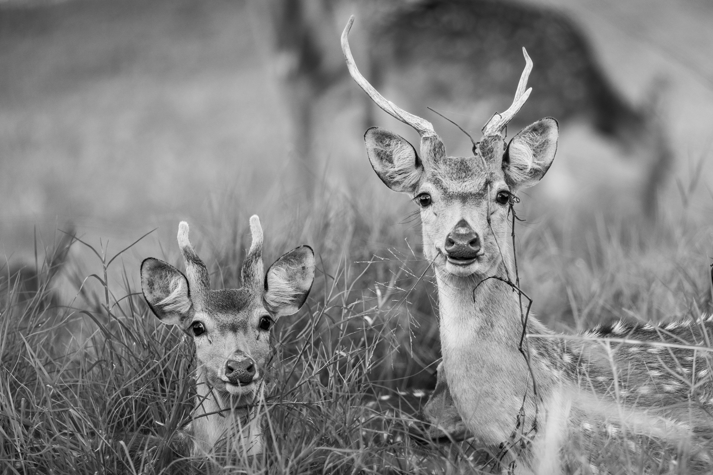 Both of them looking at us · 2 June, 6:46 am