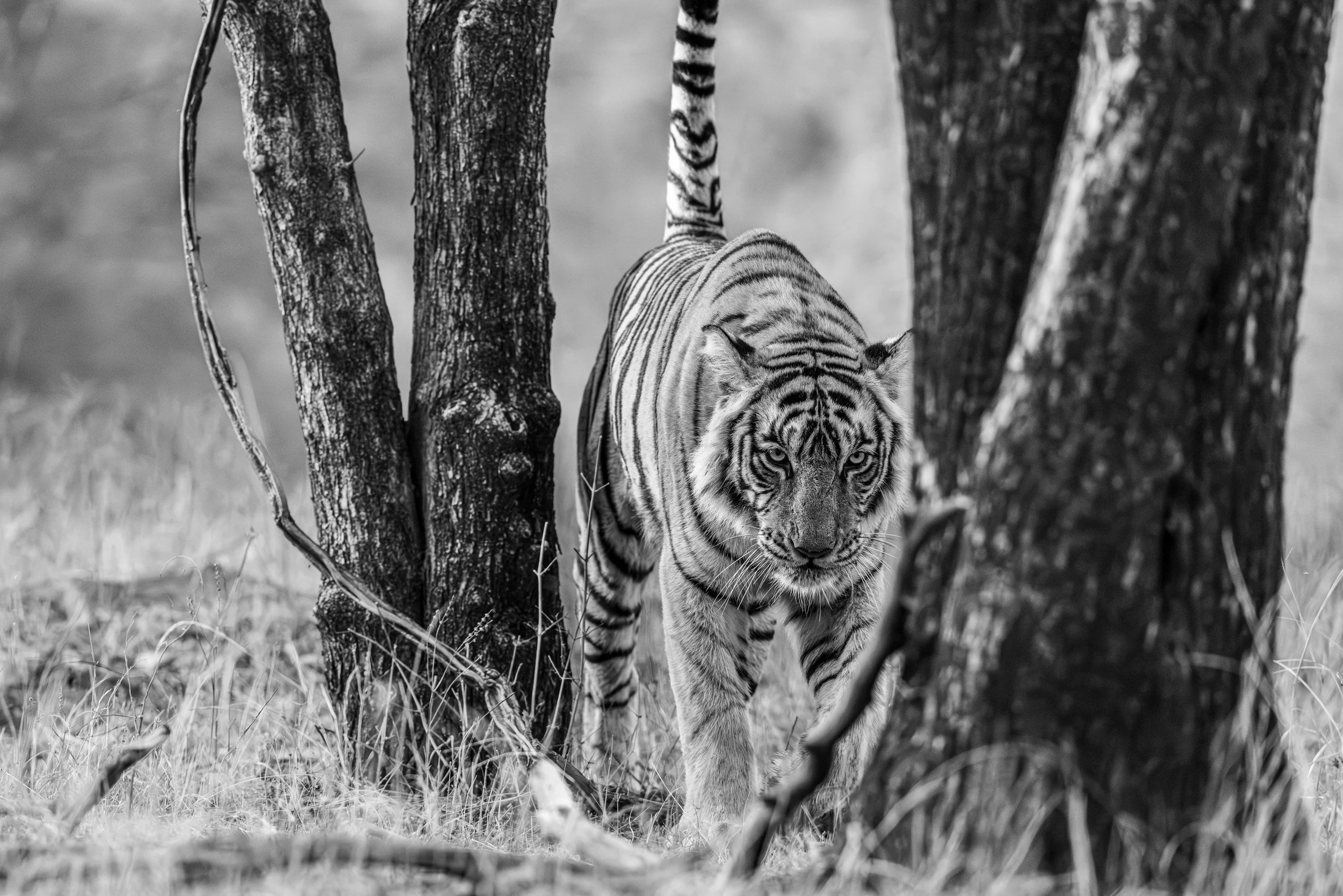 Riddhi through the dry grass, Ranthambhore · April 2026 · Leica SL3