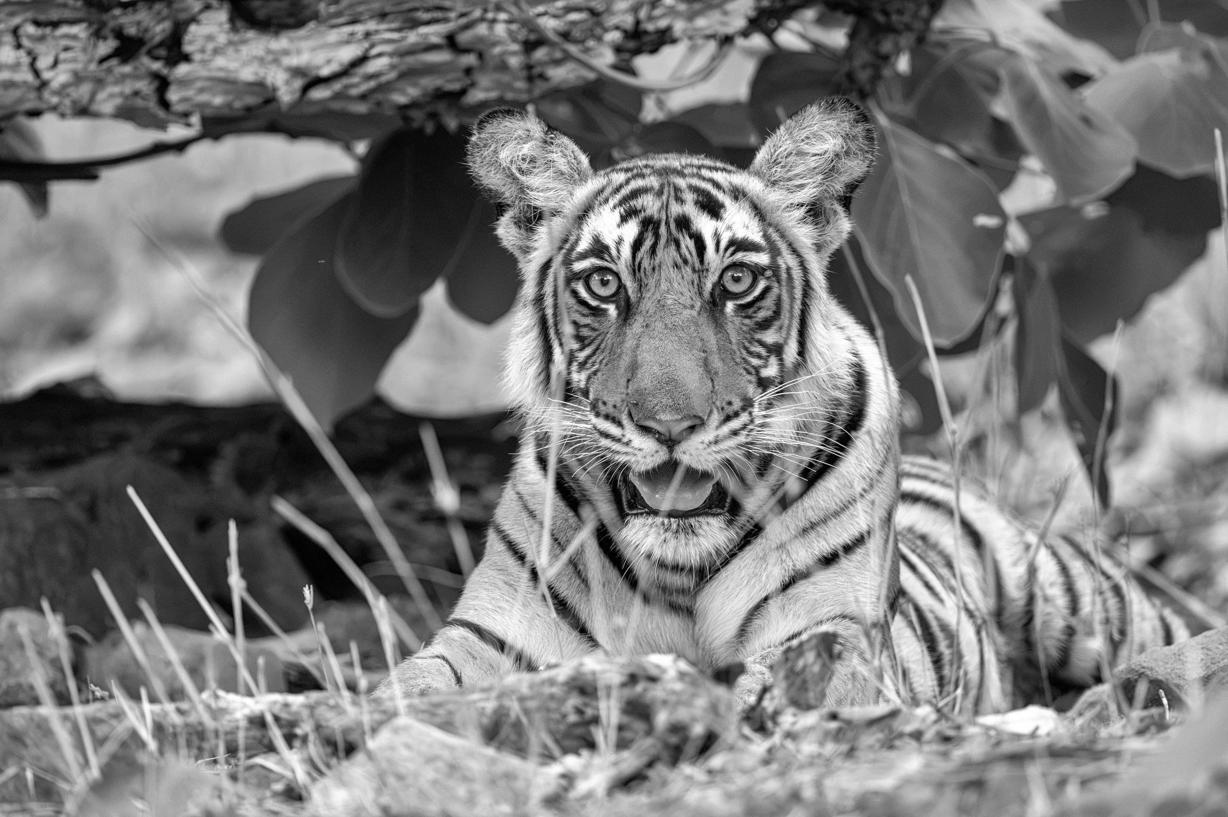 10_cub_under_the_tree.jpg