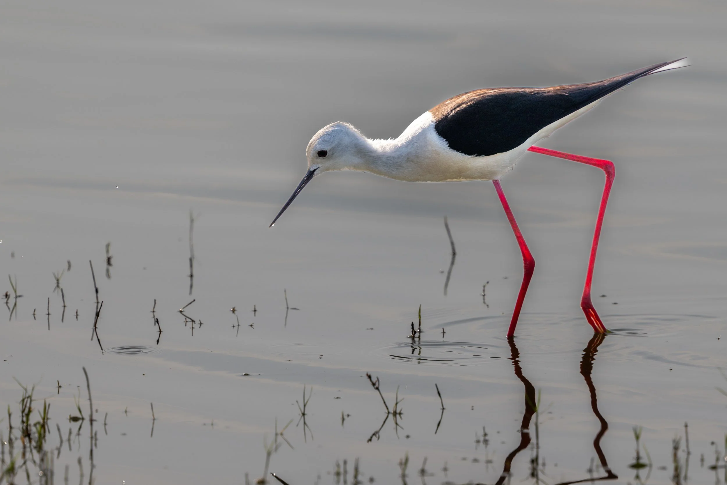 11_black_winged_stilt.jpg