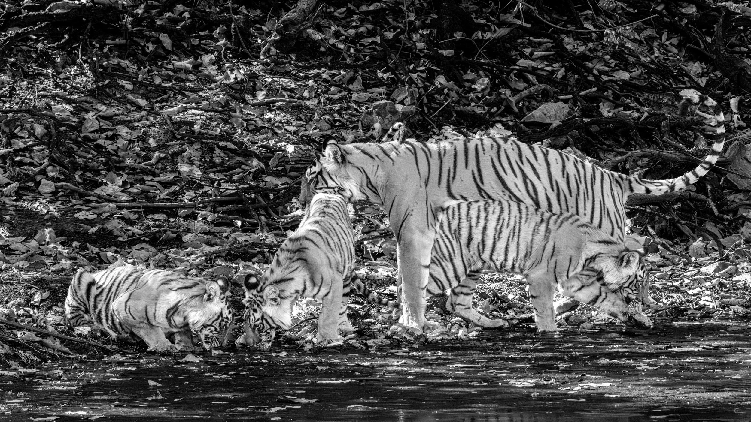 3:36 pm — Durga and the cubs reach the water