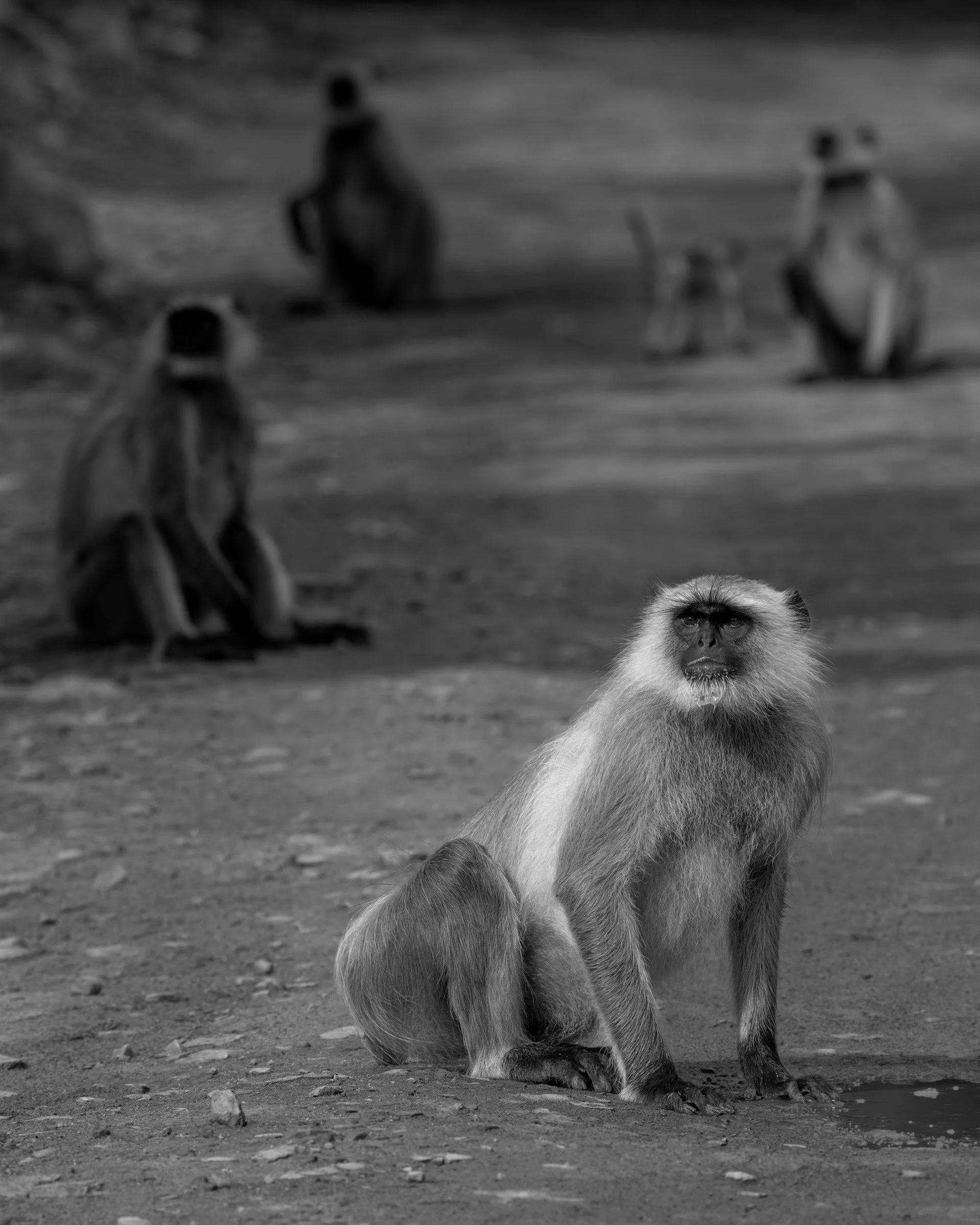 Langurs on the shore · 1 June, 8:01 am