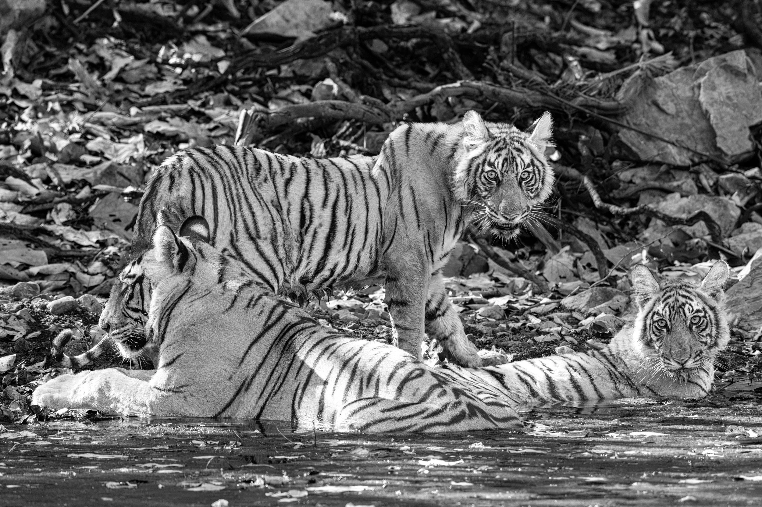 Durga’s family at the waterhole · April 2026 · Leica SL3