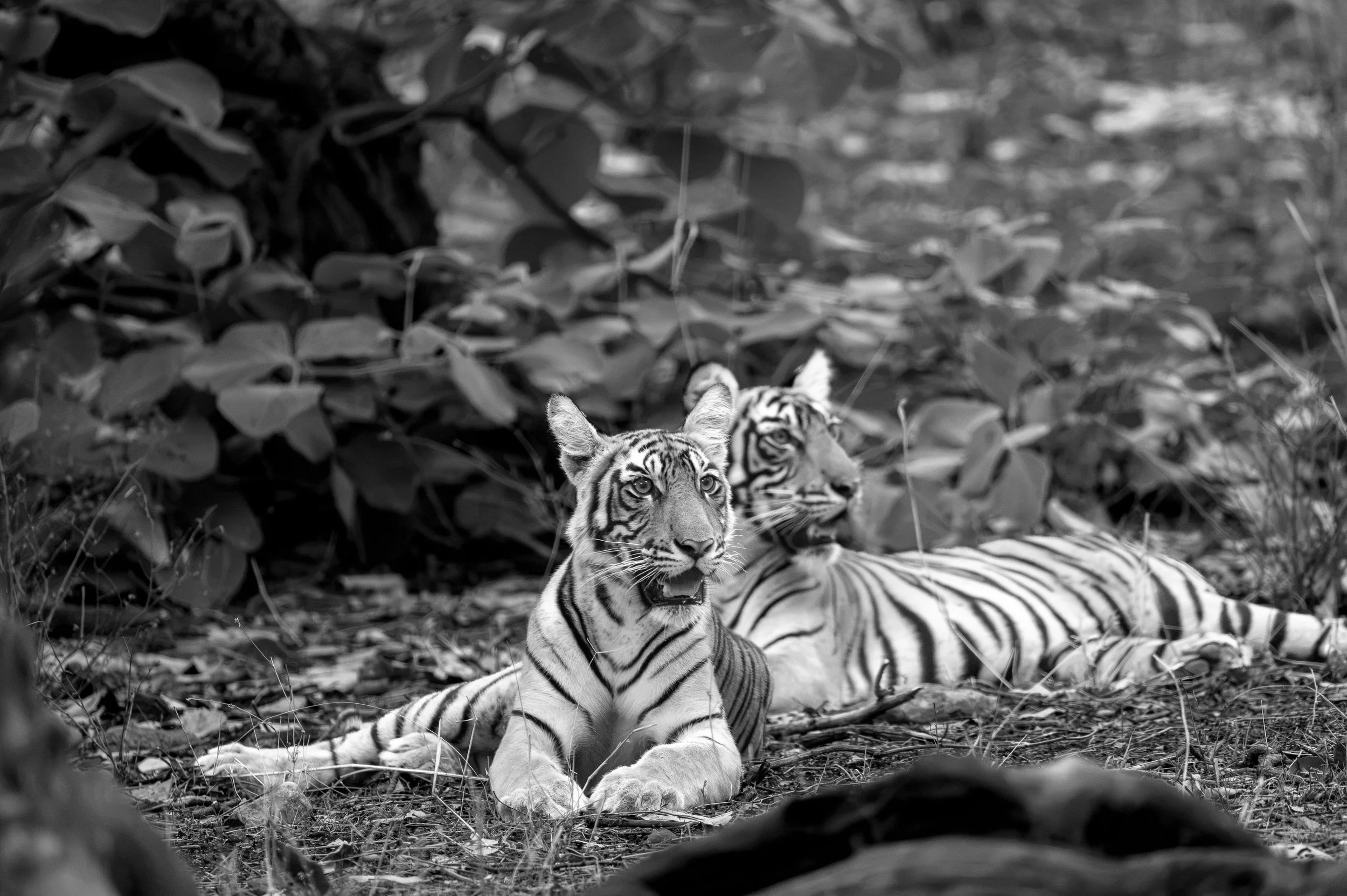 Durga’s cubs at rest · June 2026 · Leica SL3-P