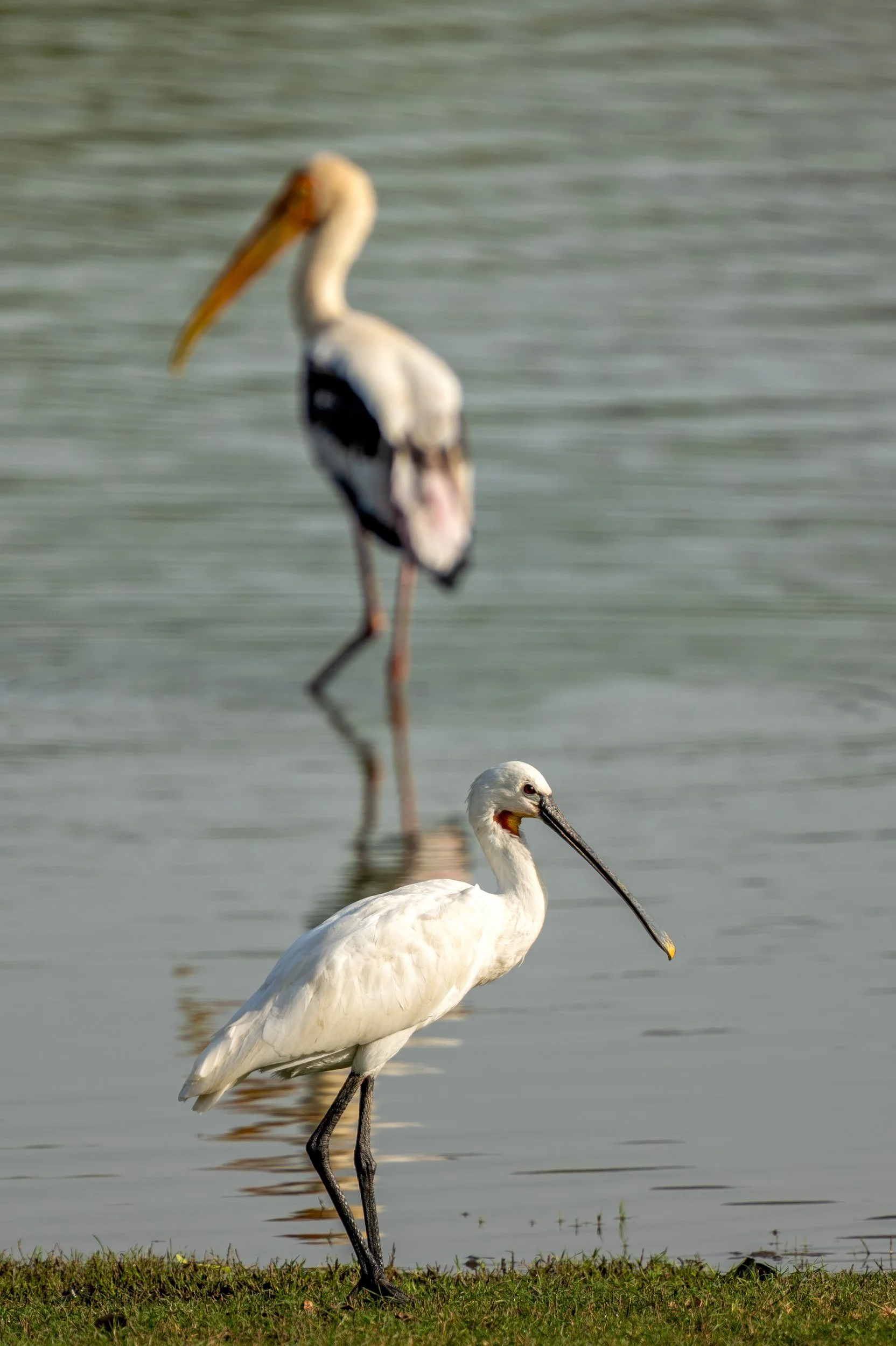 05_painted_stork_reflection.jpg