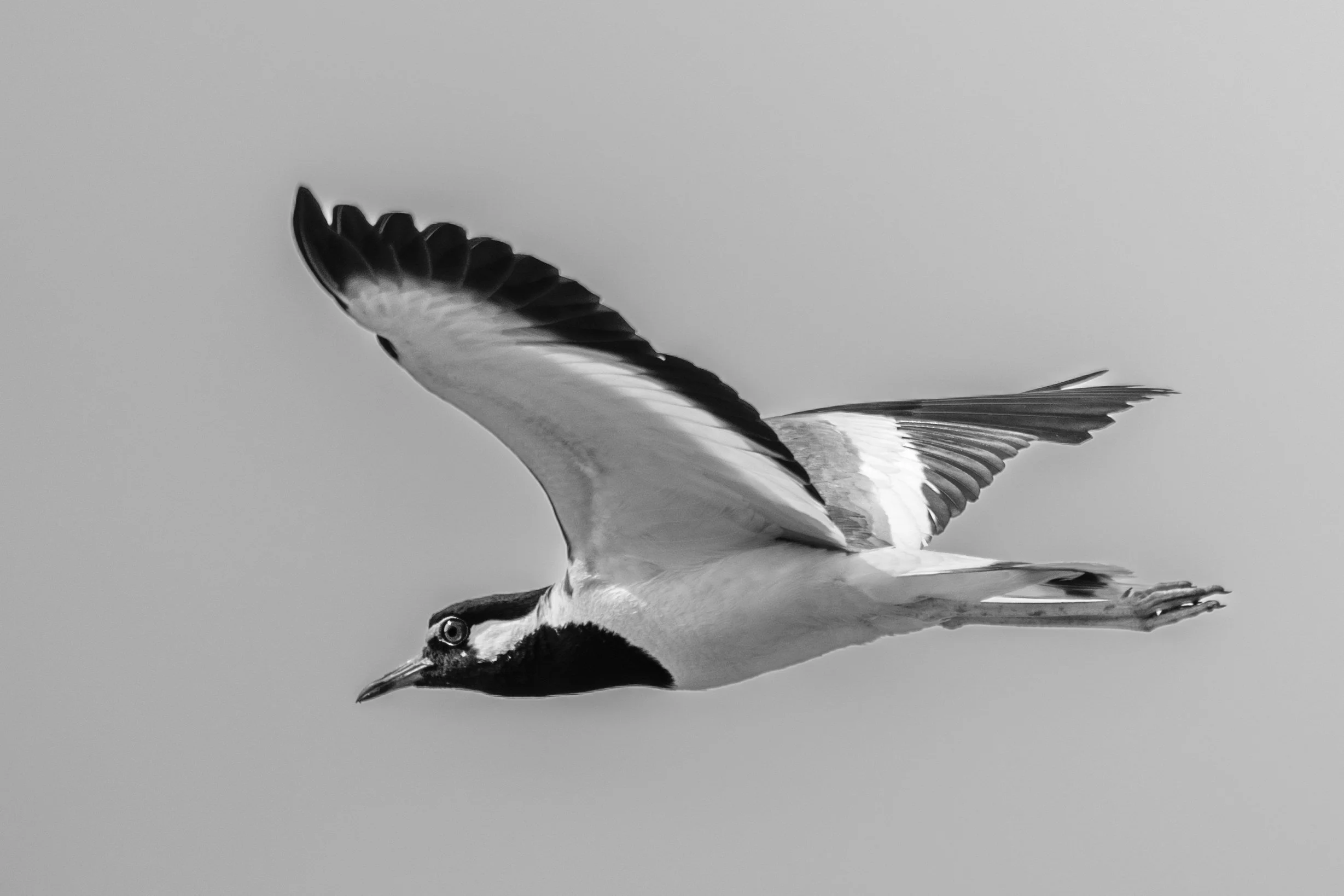 04_red_wattled_lapwing.jpg
