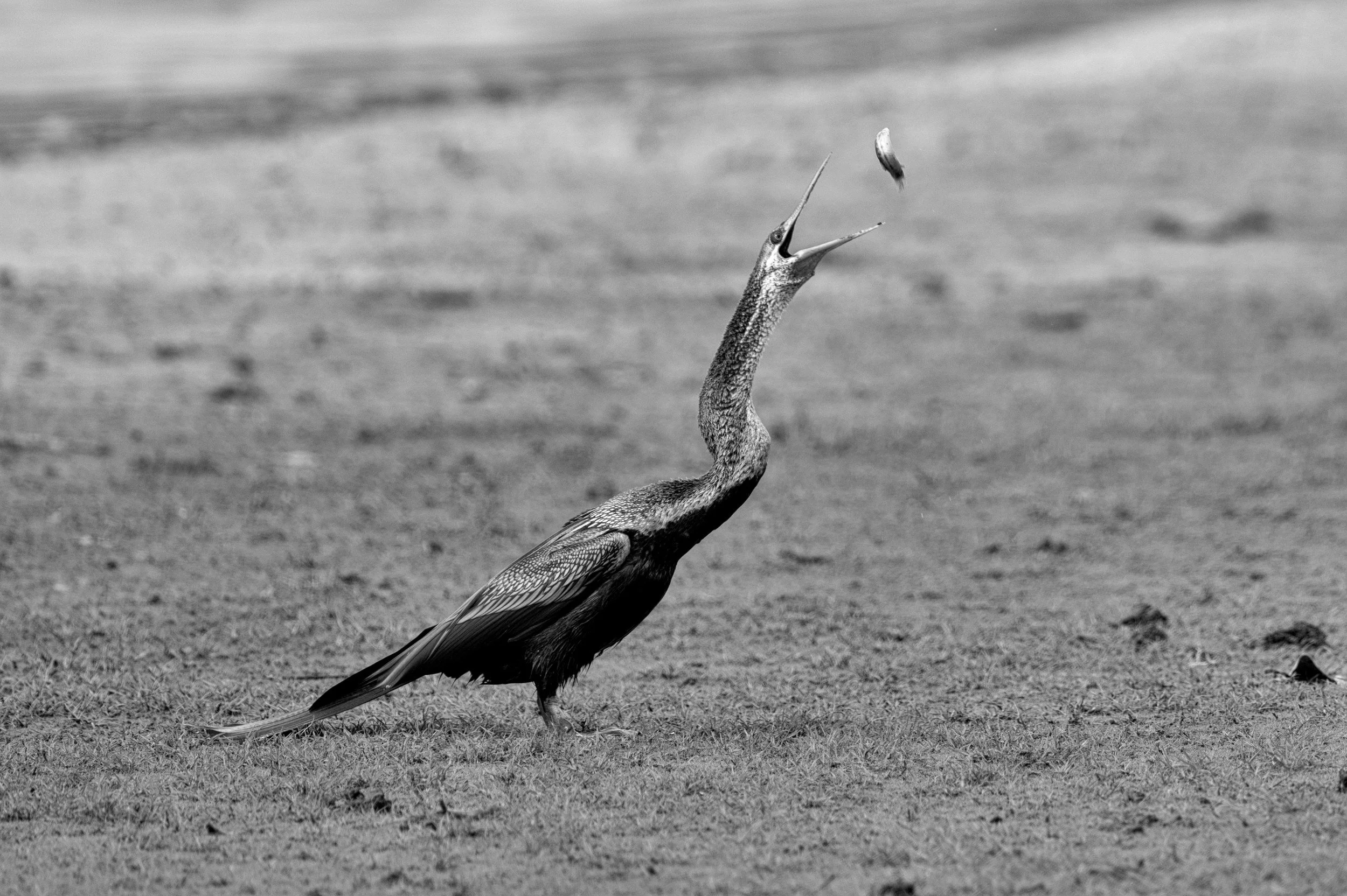 A darter tosses its catch · 1 June, 8:58 am
