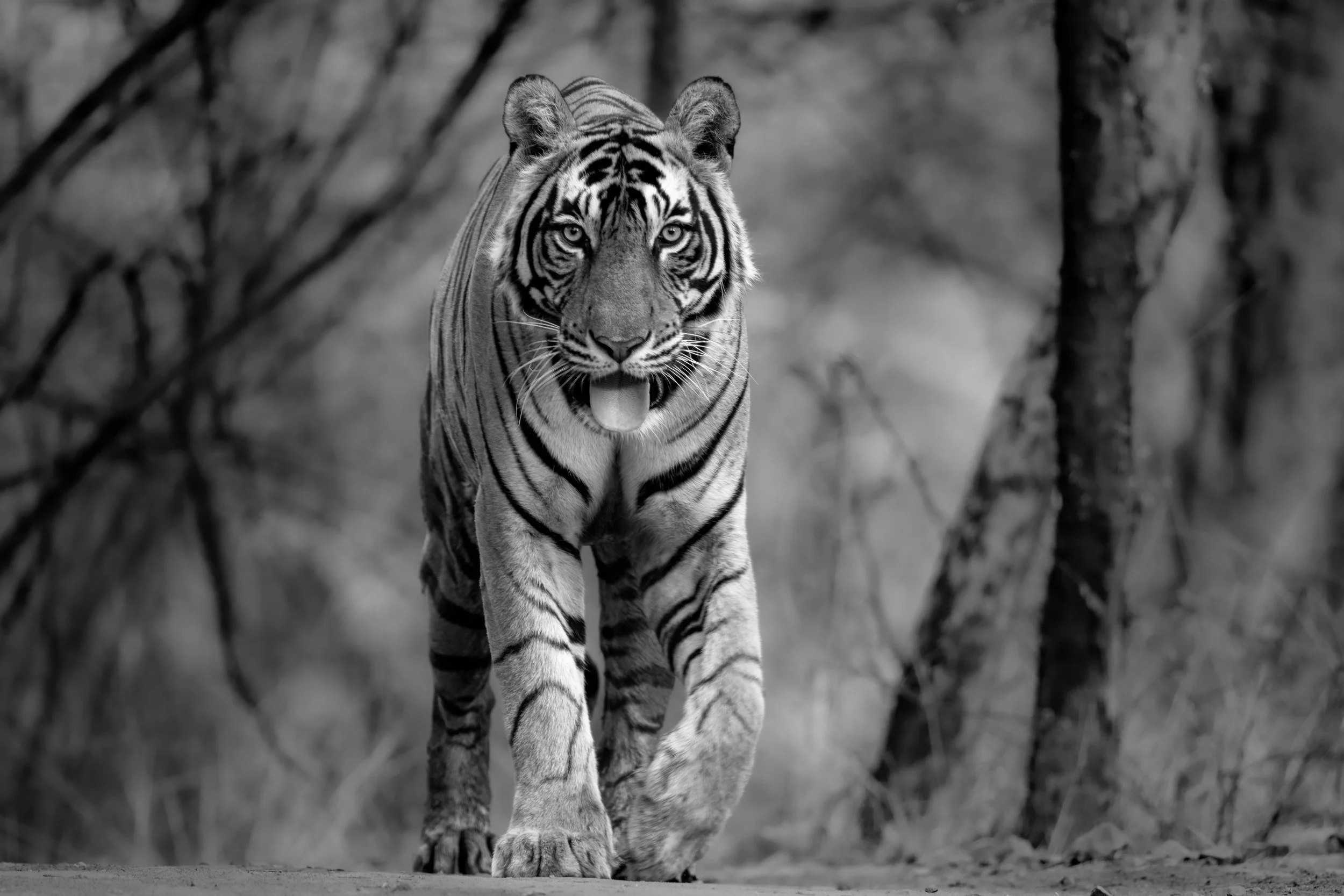 01_tiger_on_the_track.jpg