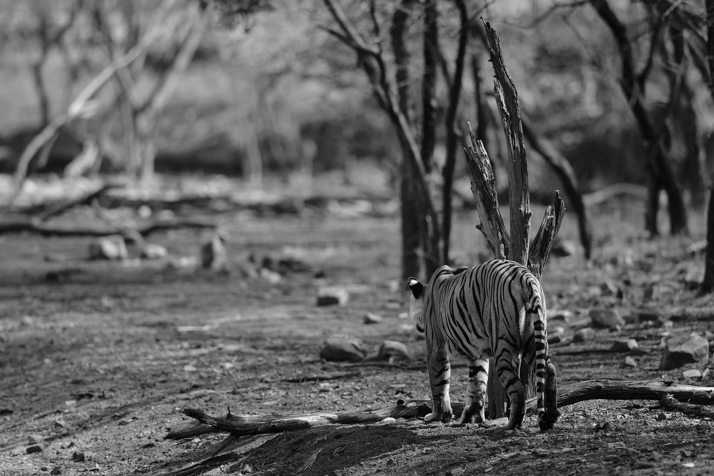 8:59:09 am — from the second camera, the forest she was walking into