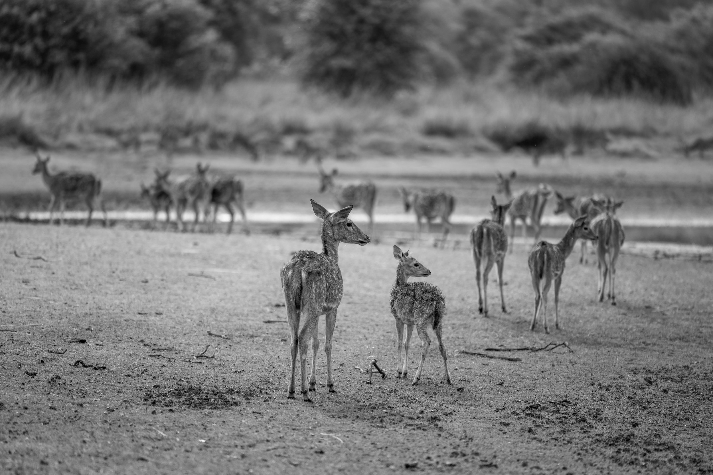 Chital on the lake shore · 1 June, 7:40 am