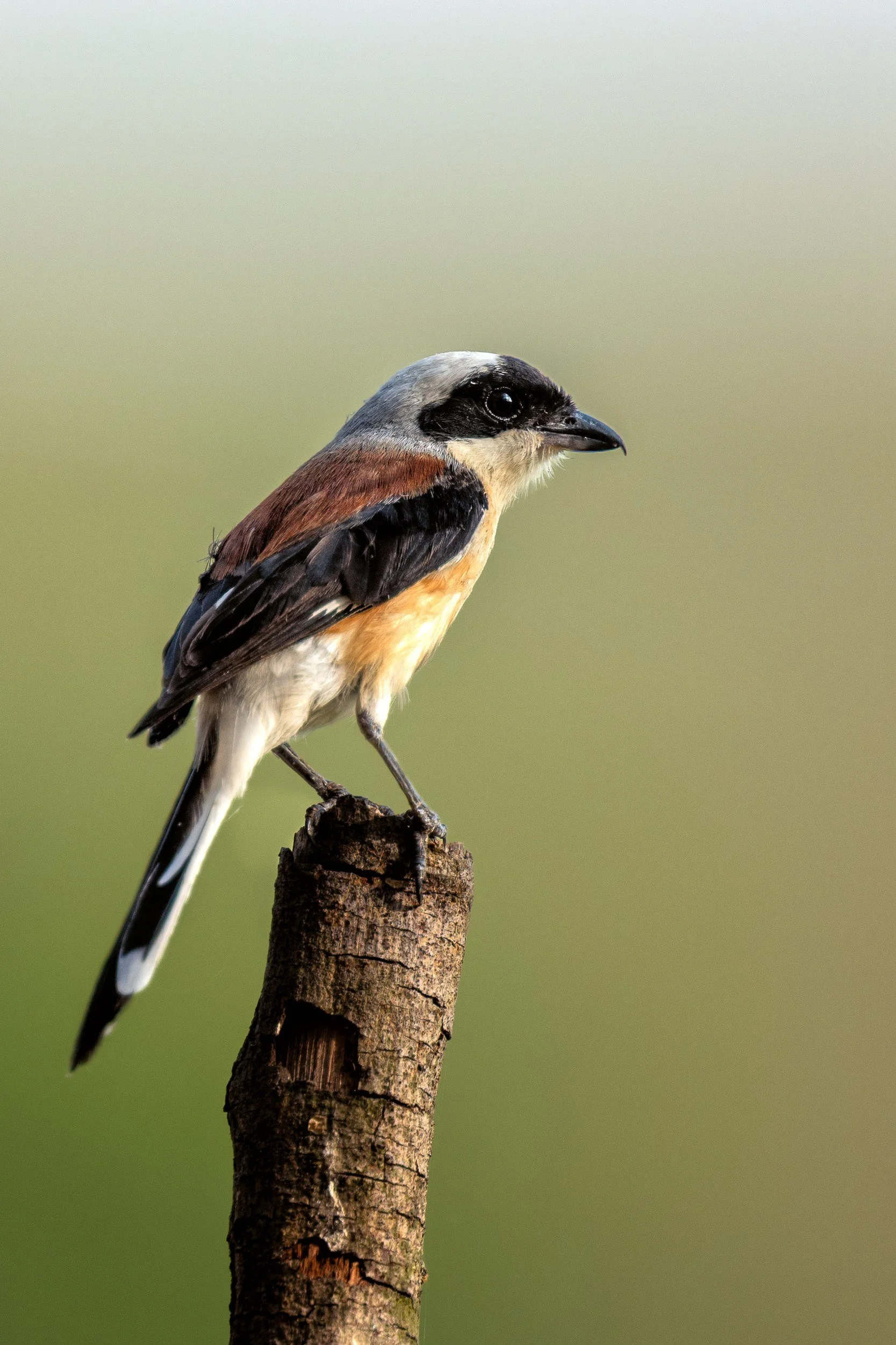 10_bay_backed_shrike.jpg