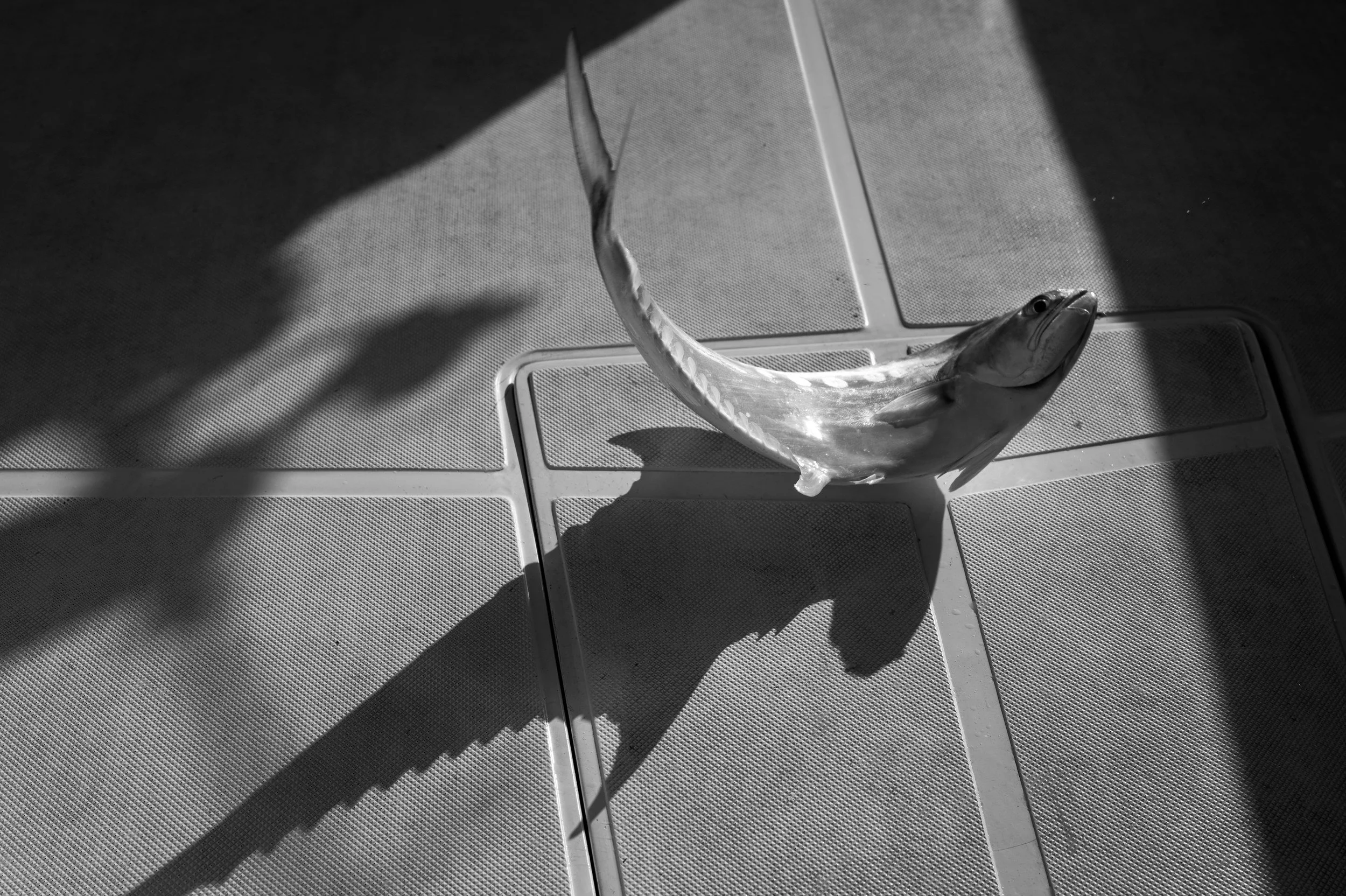 06_fish_and_shadow.jpg