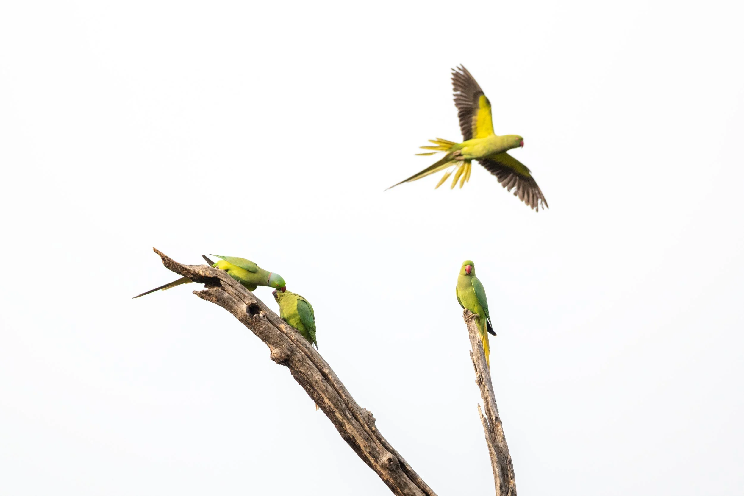 12_parakeets_high_key.jpg