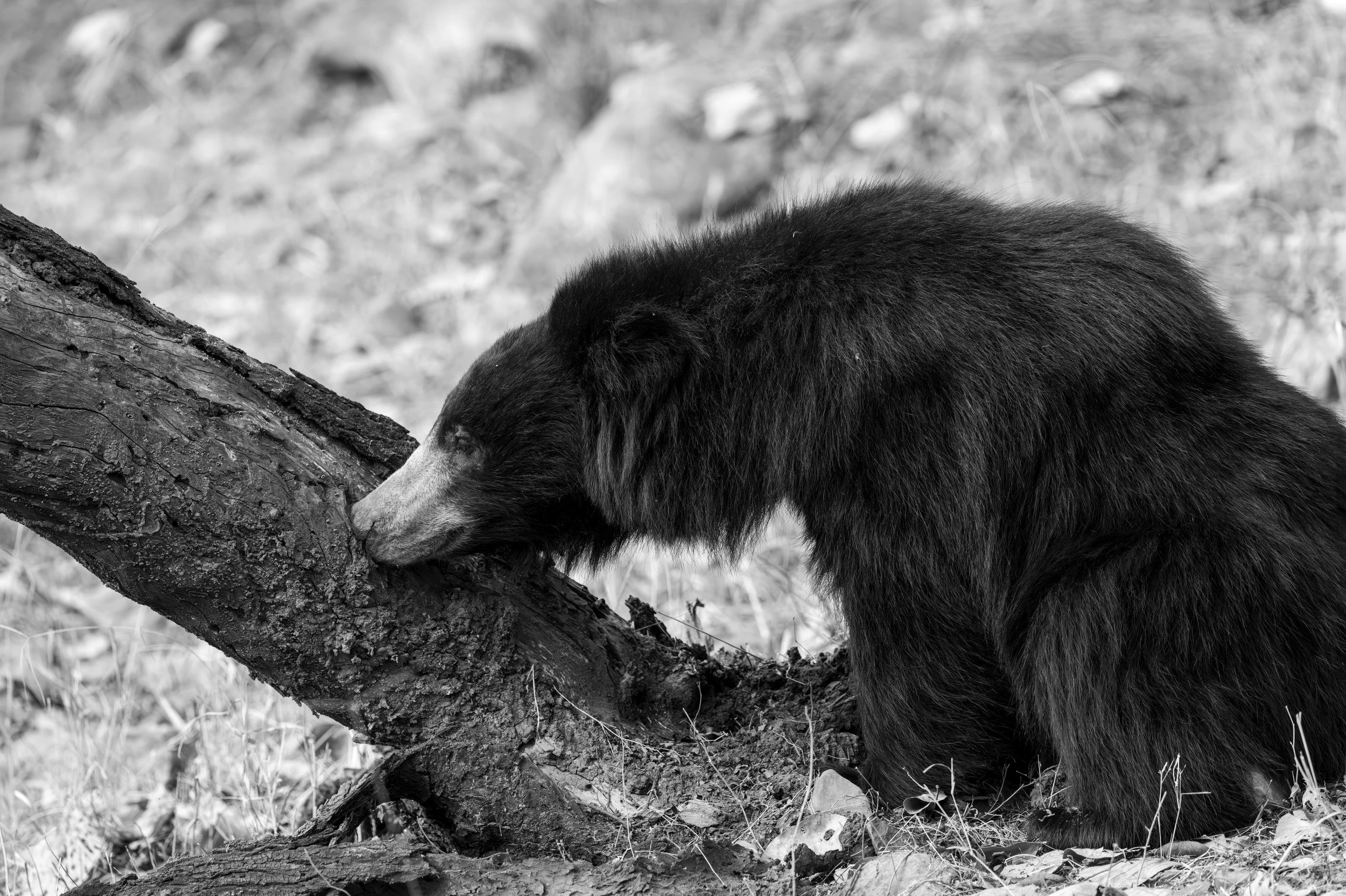 17_sloth_bear.jpg