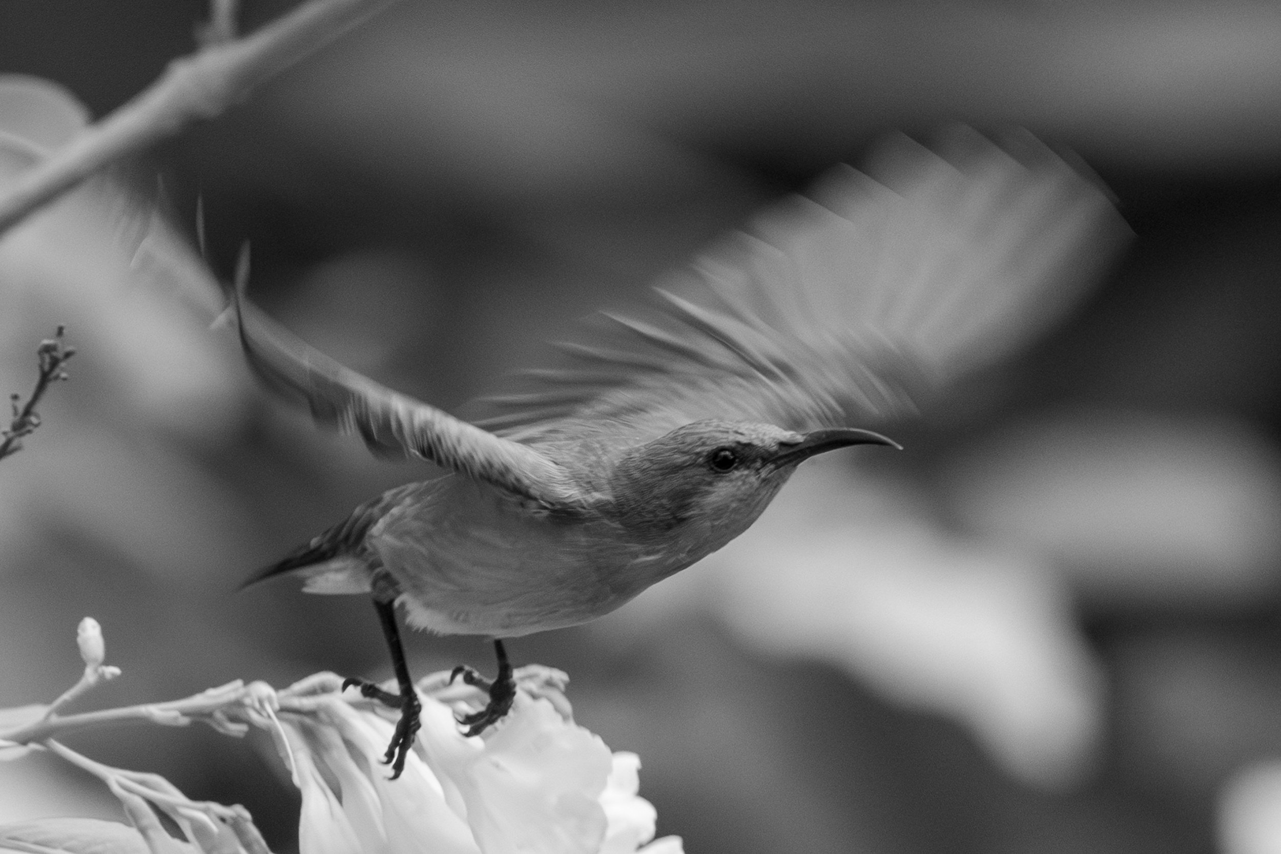 15_sunbird_in_flight.jpg