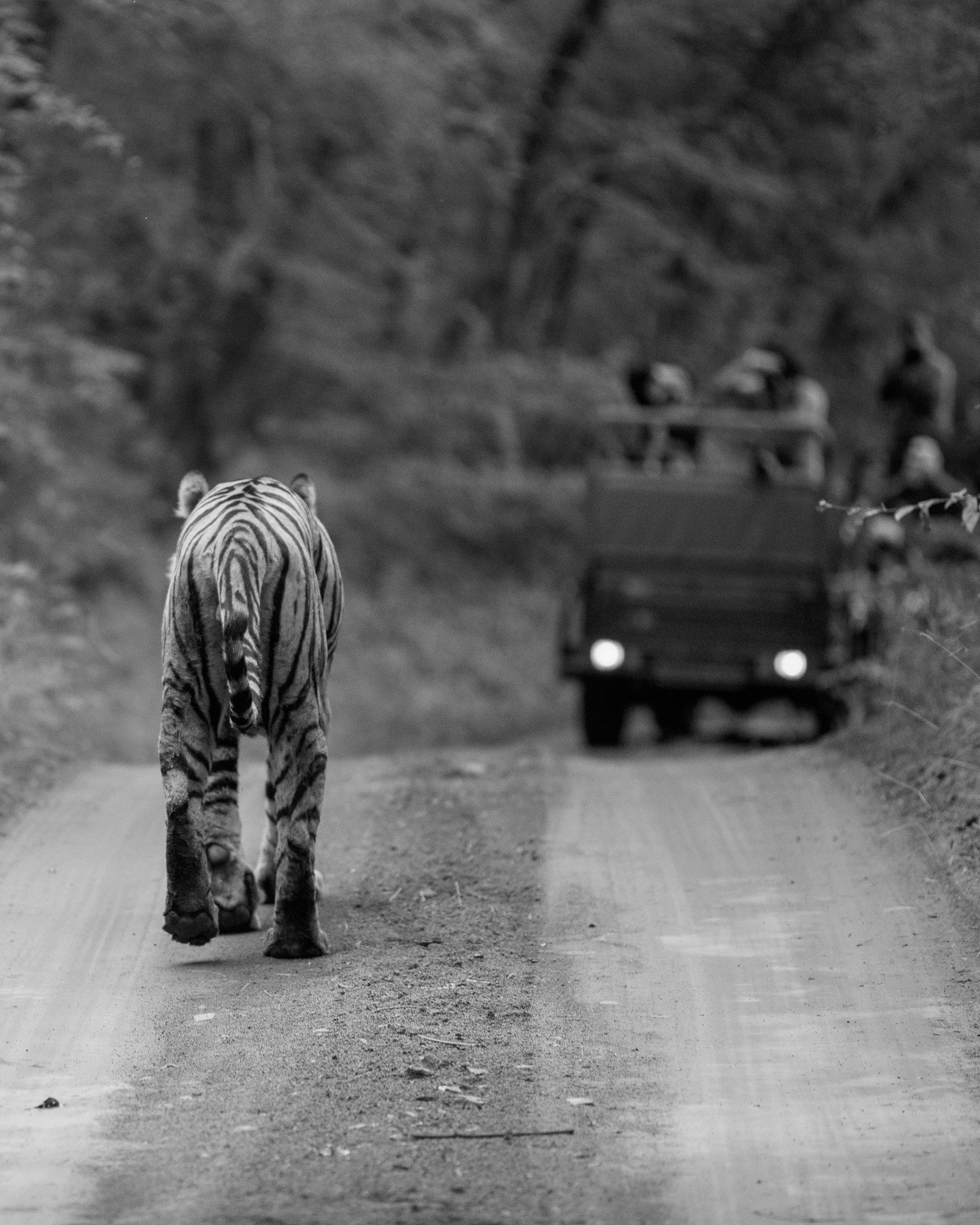 12_tiger_and_the_jeeps.jpg