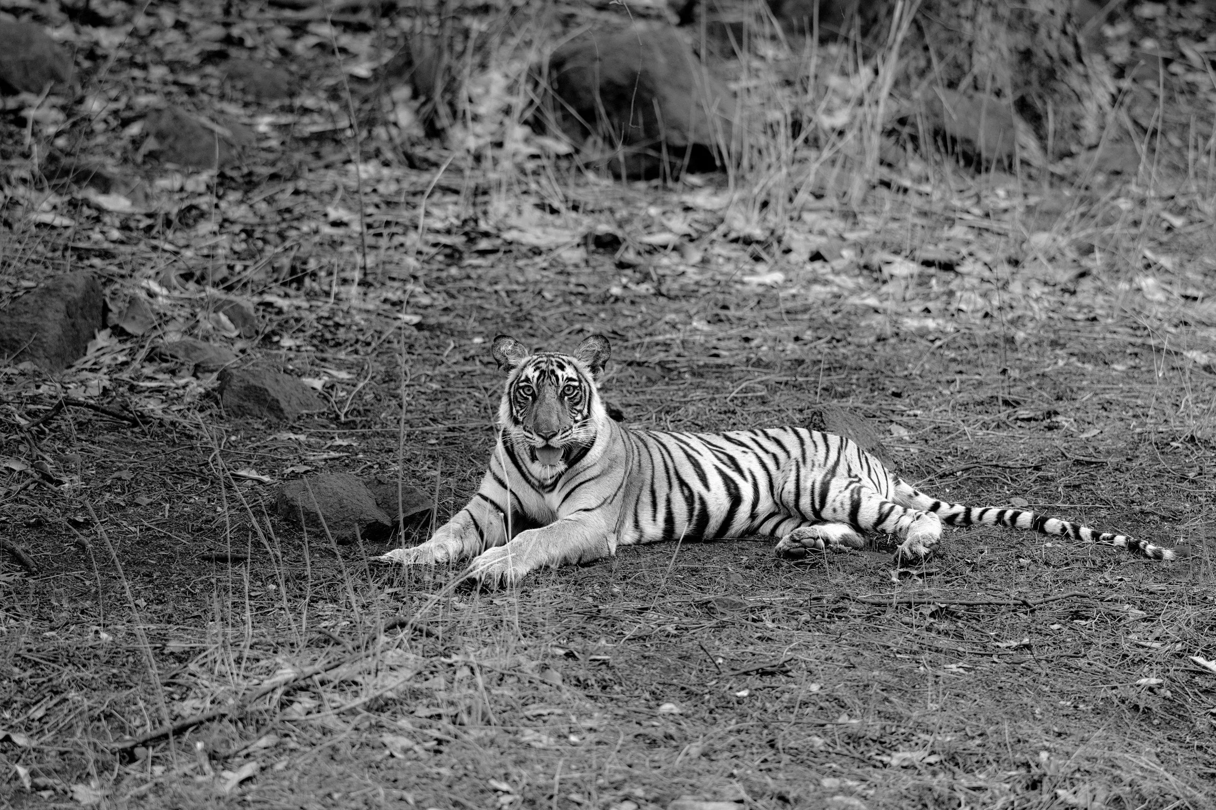 Durga’s cub · June 2026 · Leica SL3, Sigma 200mm f/2