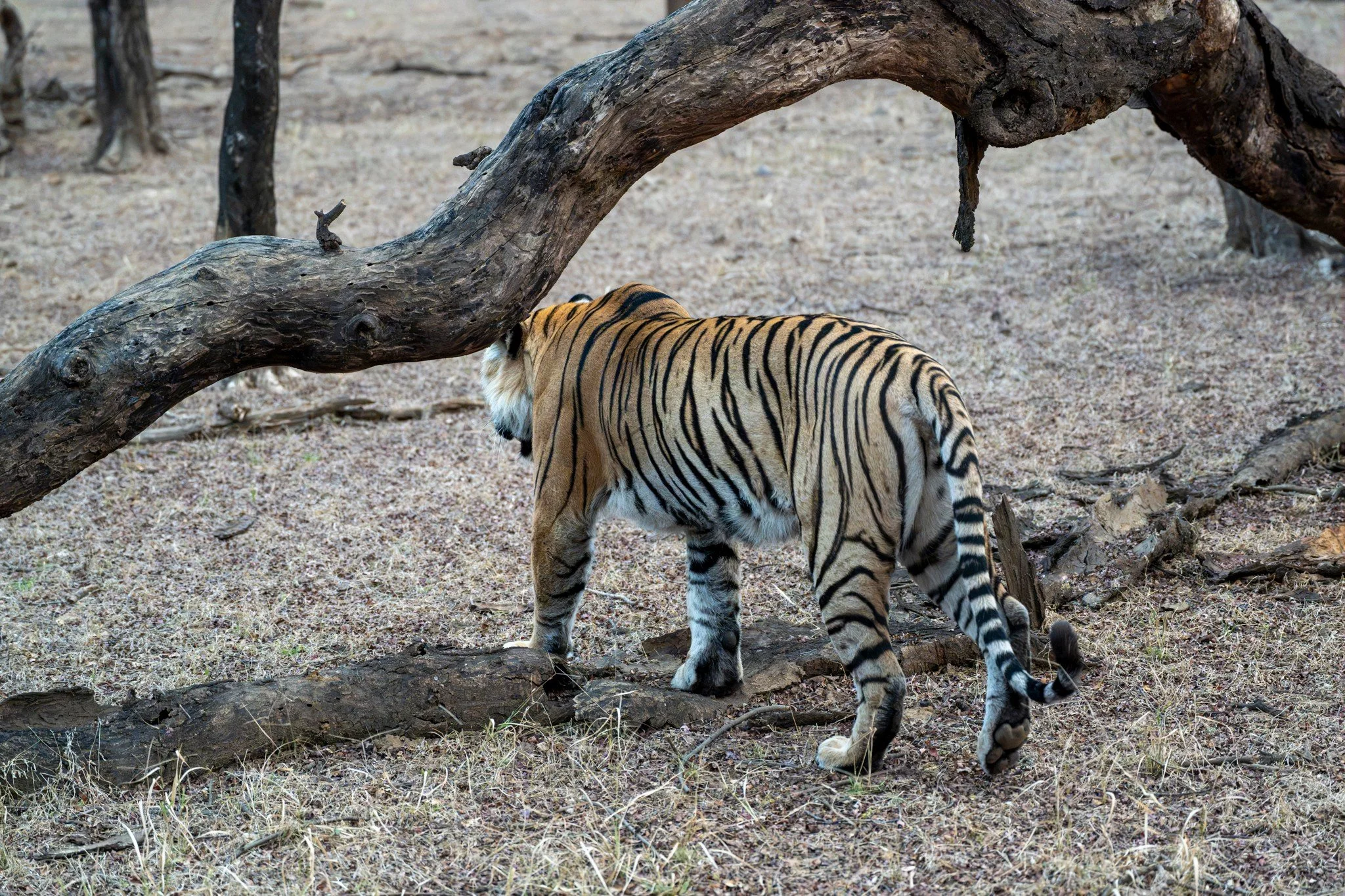 6:24 am — passing under a fallen branch