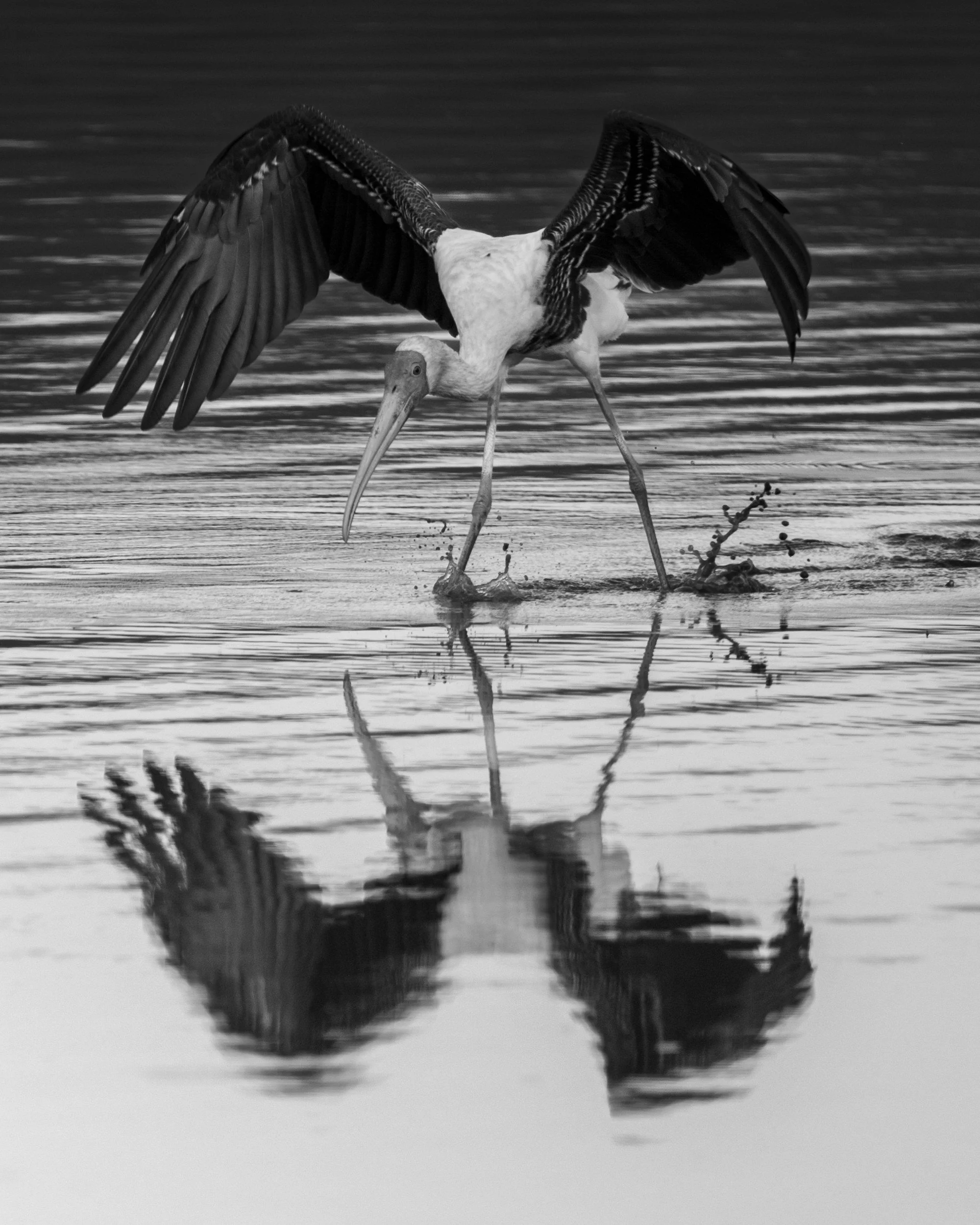 02_painted_stork_splash.jpg