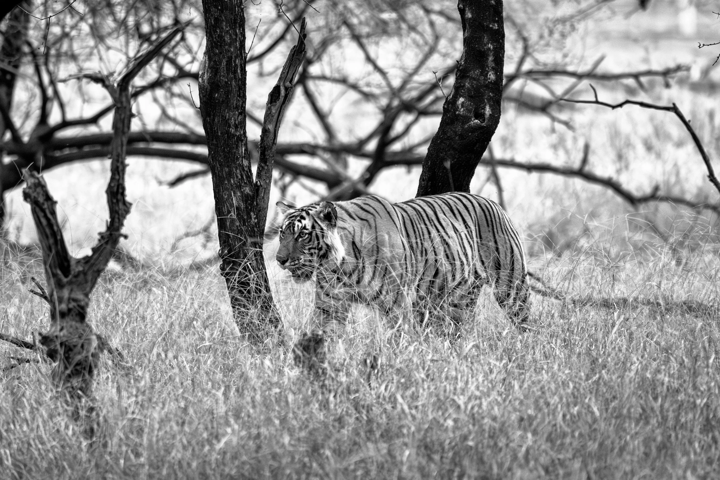 13_tiger_between_the_trees.jpg