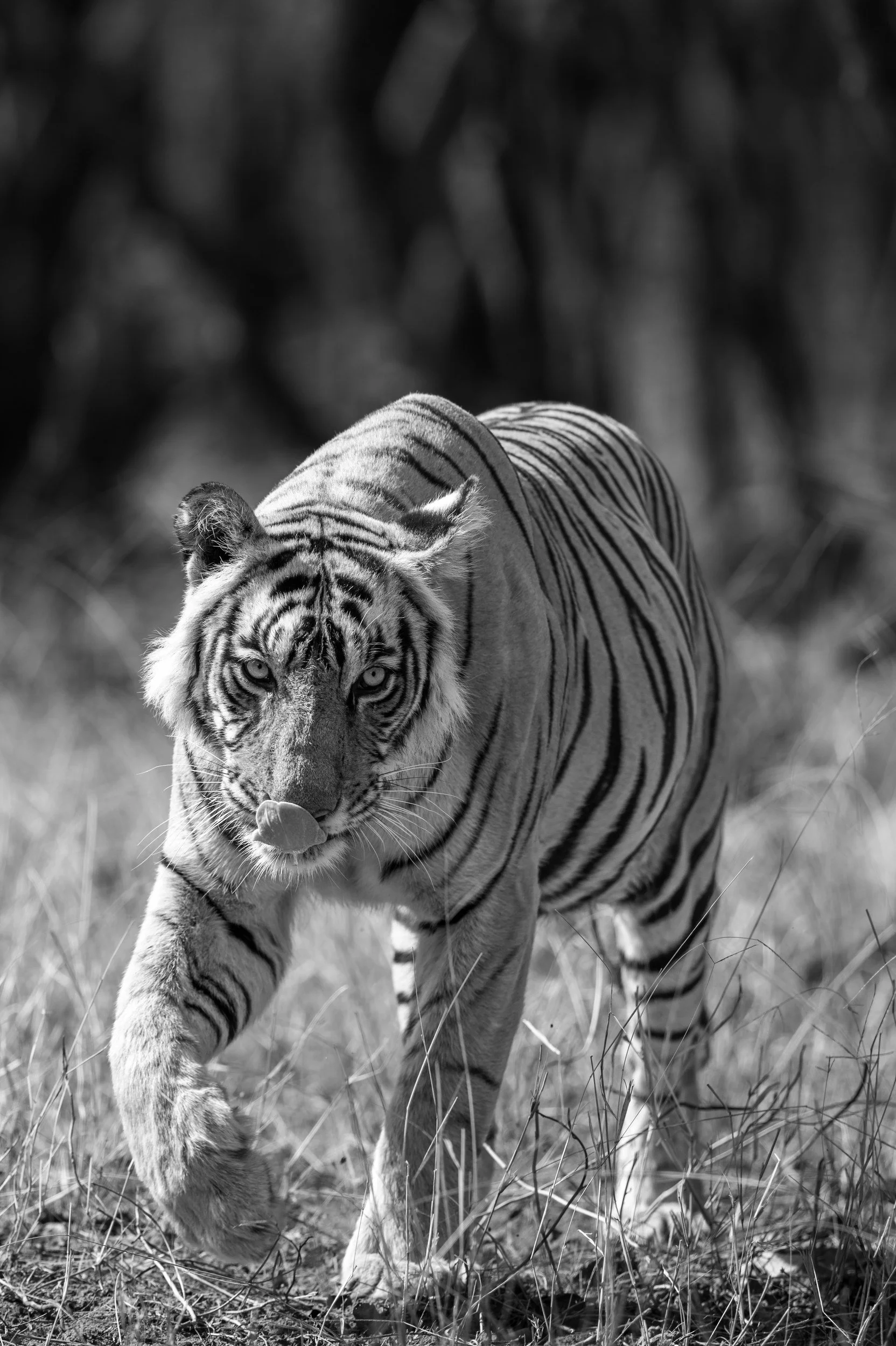 04_tiger_head_on_dry_grass.jpg