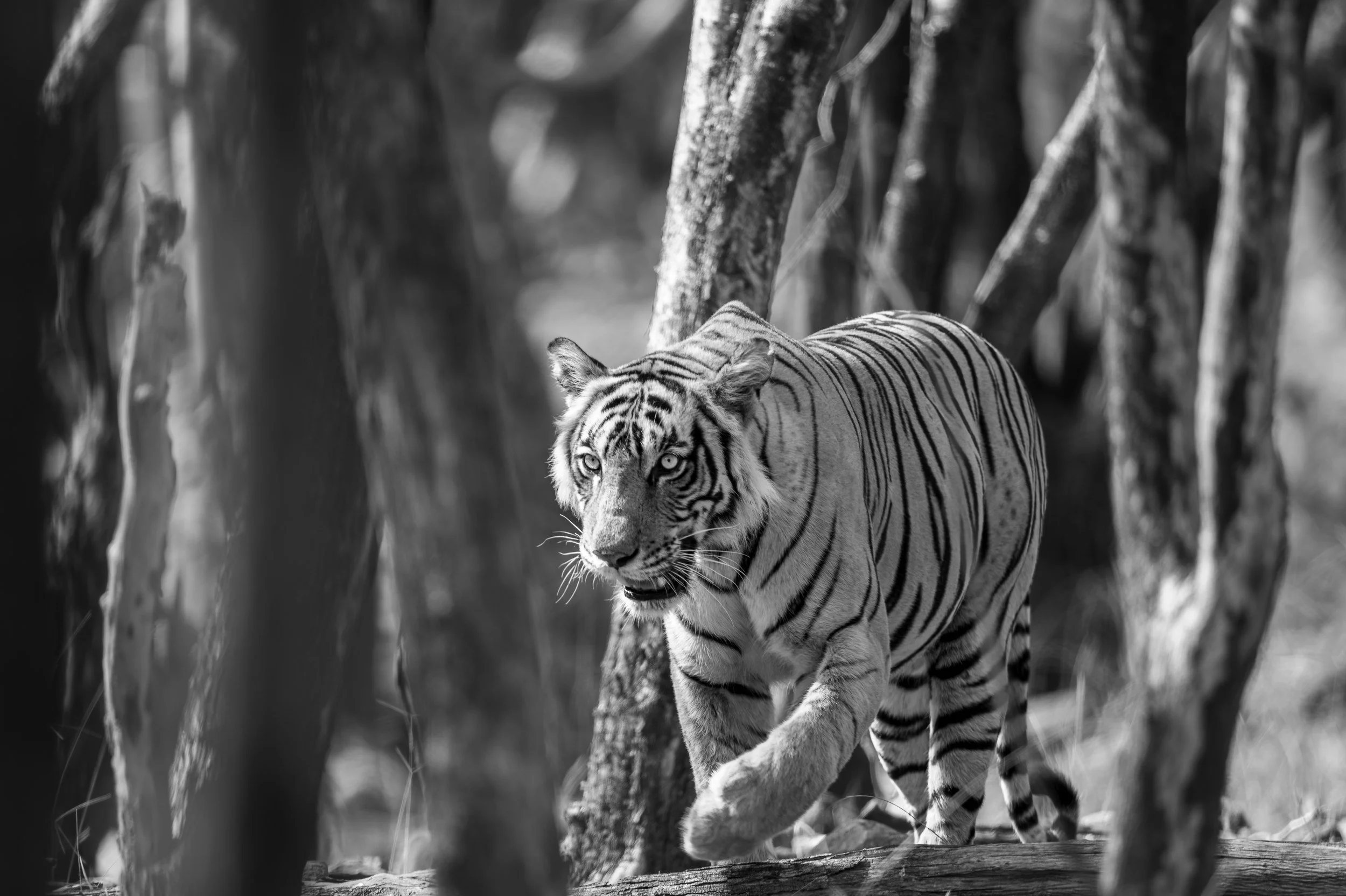 03_tiger_through_the_trunks.jpg