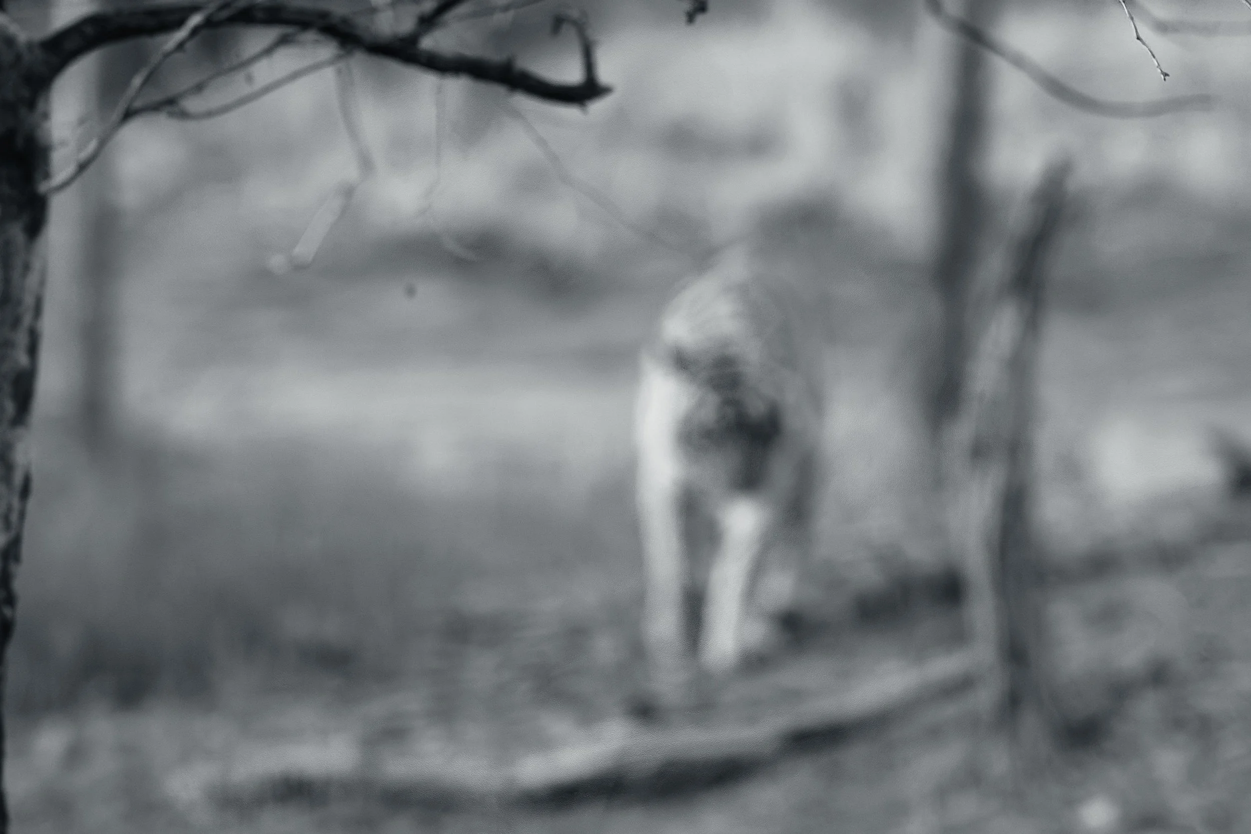 6:30 am — the first sight of her coming our way, still out of focus through the branches