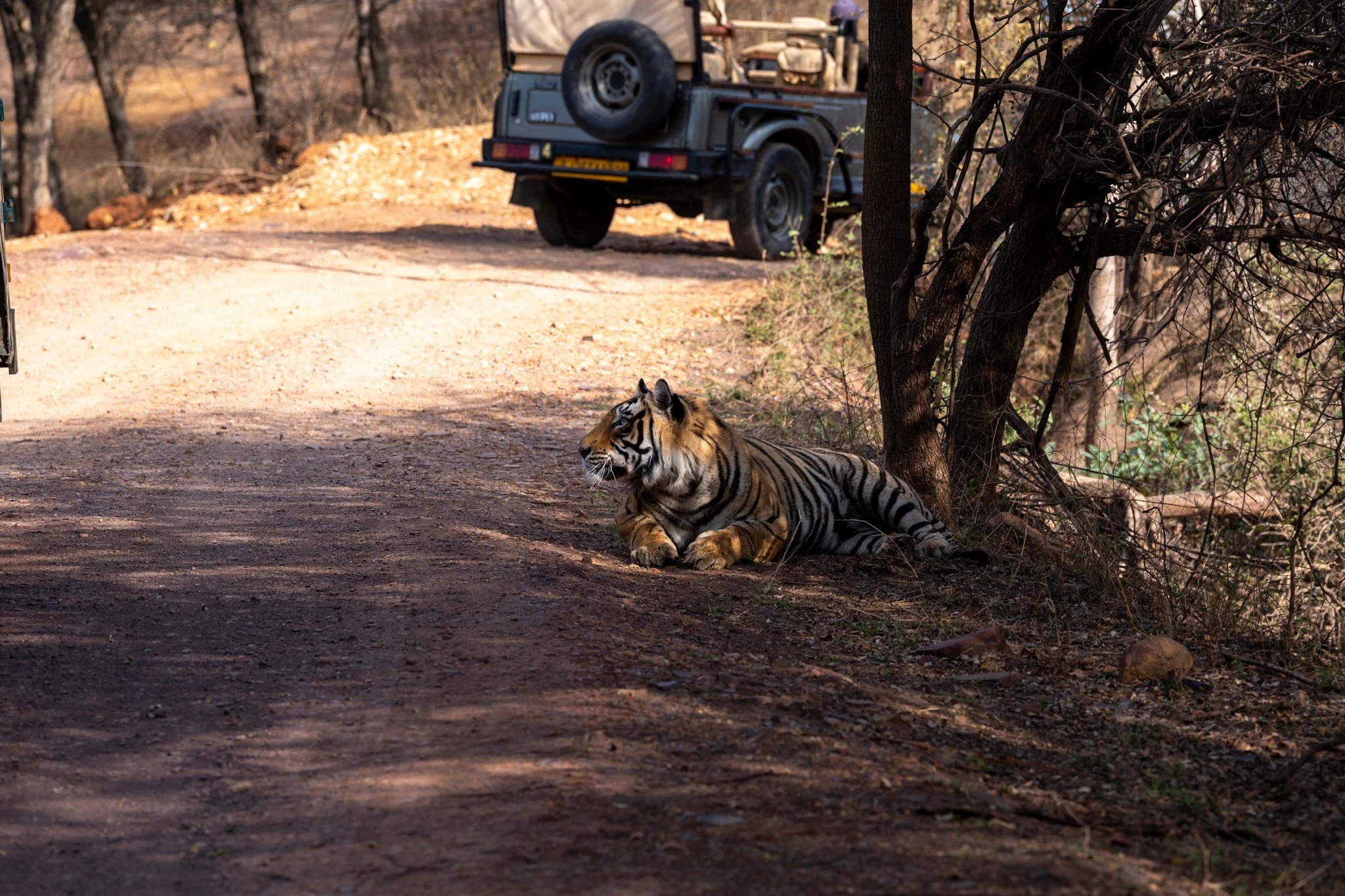 4:27 pm — a tiger in the shade at the edge of the track