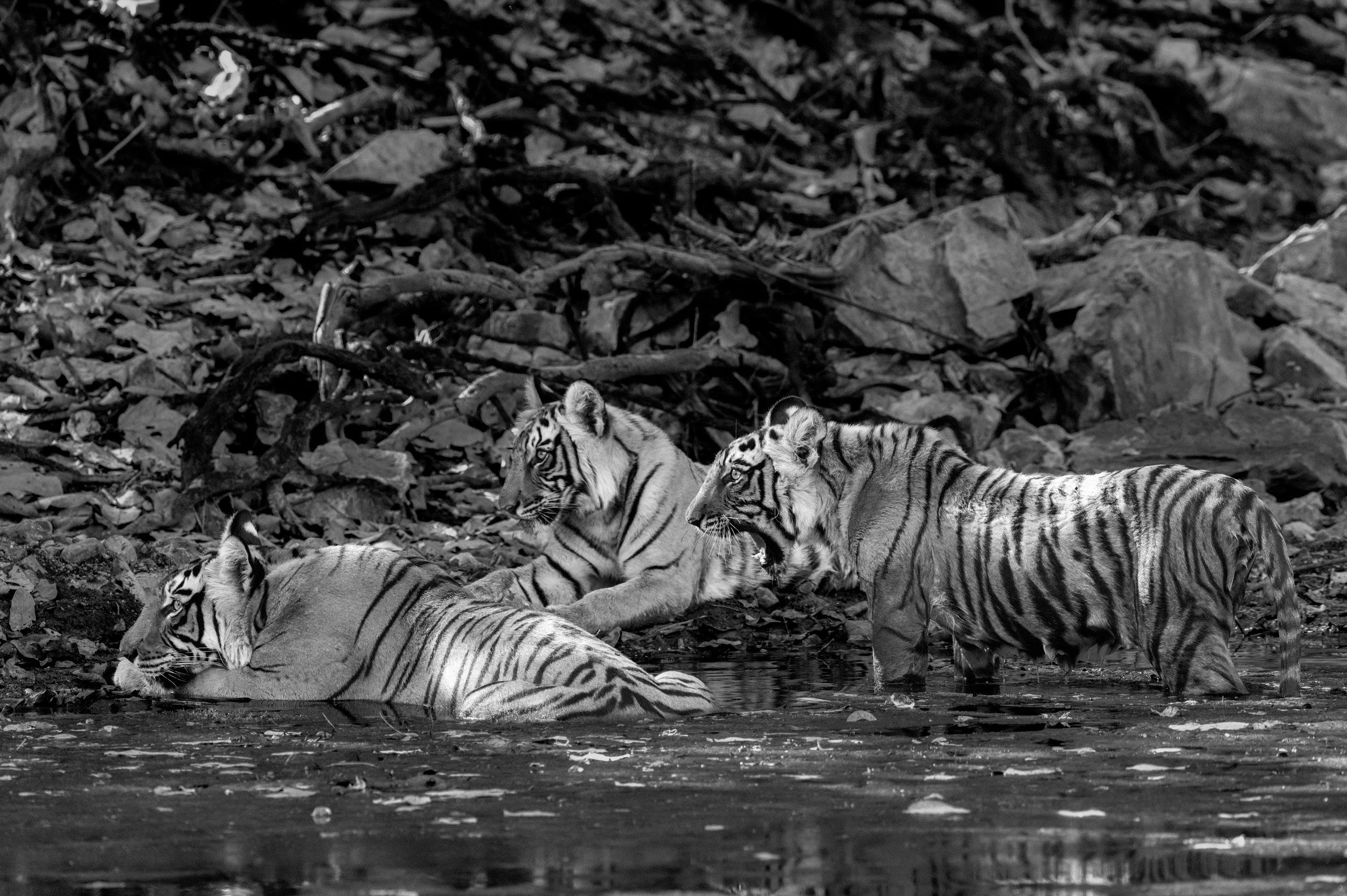 Durga’s cubs in the pool · April 2026 · Leica SL3