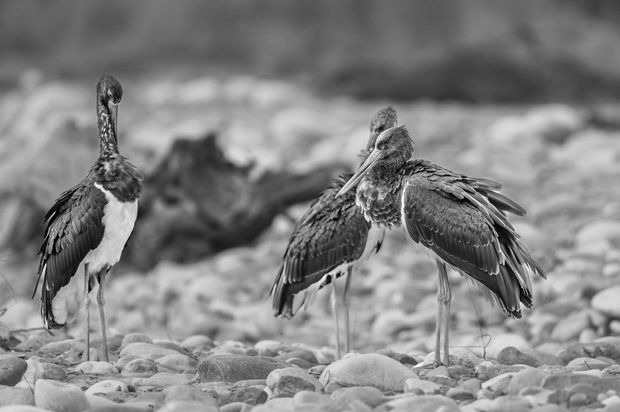 Black storks on the riverbed · 14 March, 6:59 am