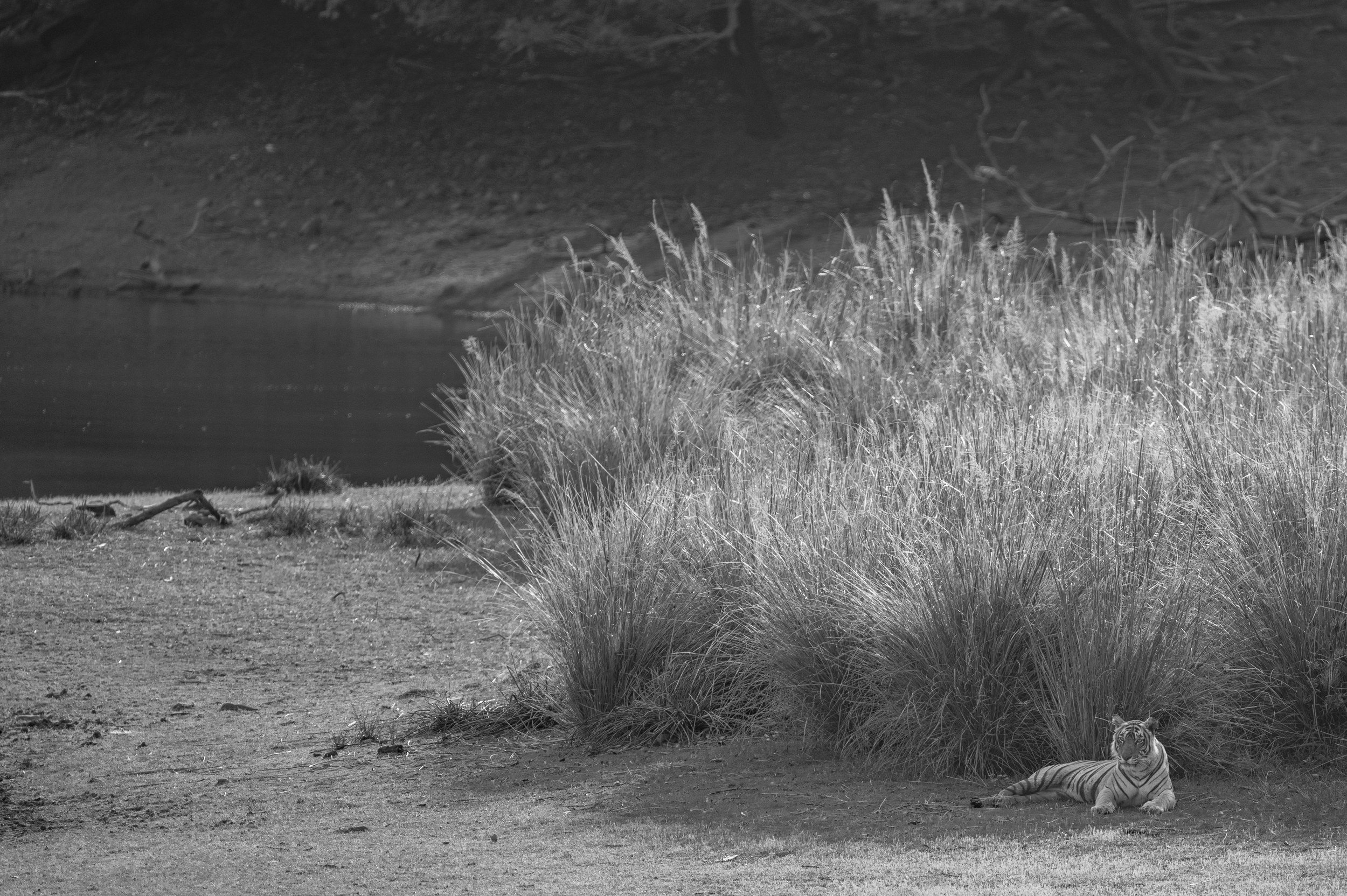 Riddhi at Rajbagh Lake · 26 June 2026 · Leica SL3-P