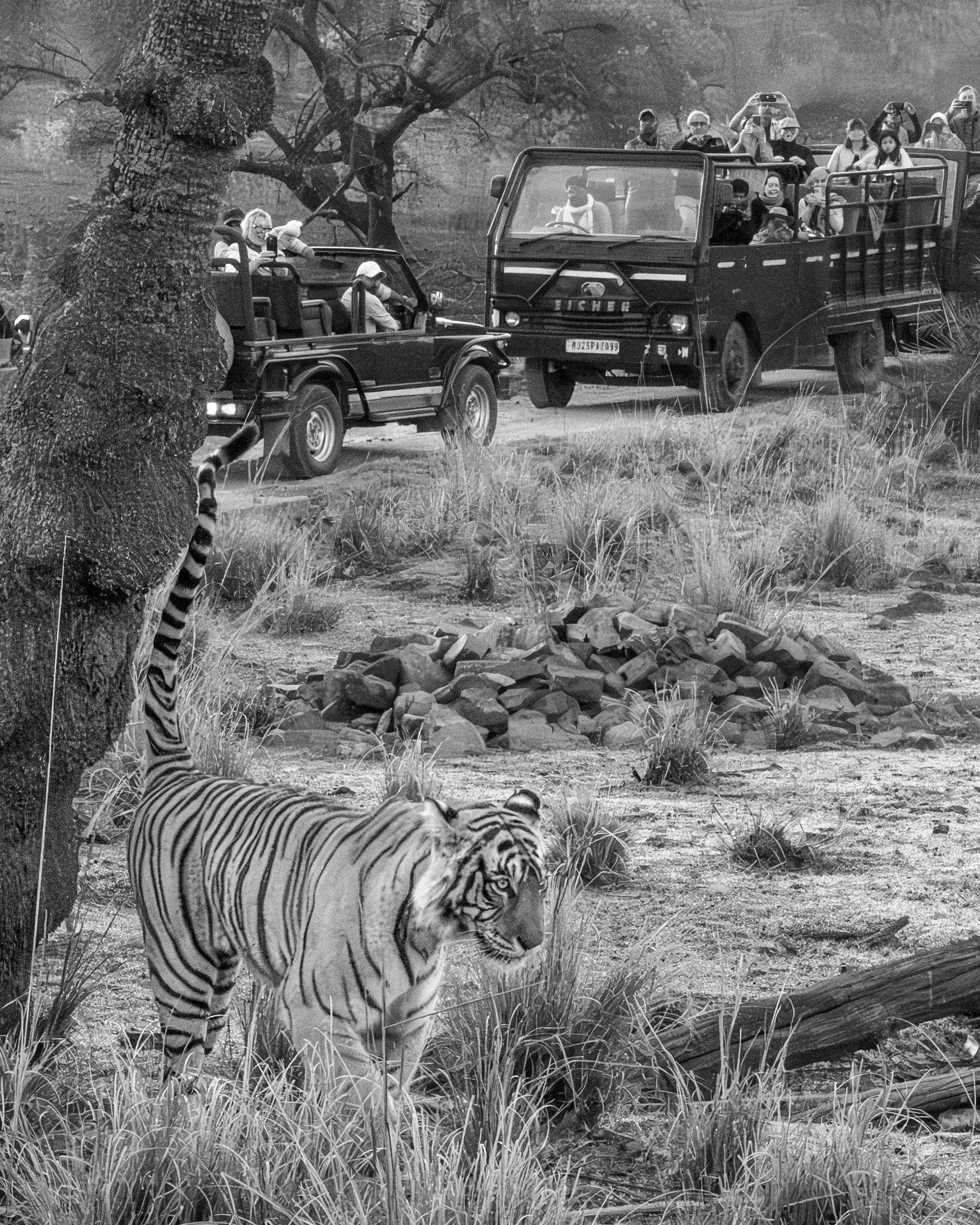 6:29 am — Riddhi walks beneath the waiting jeeps