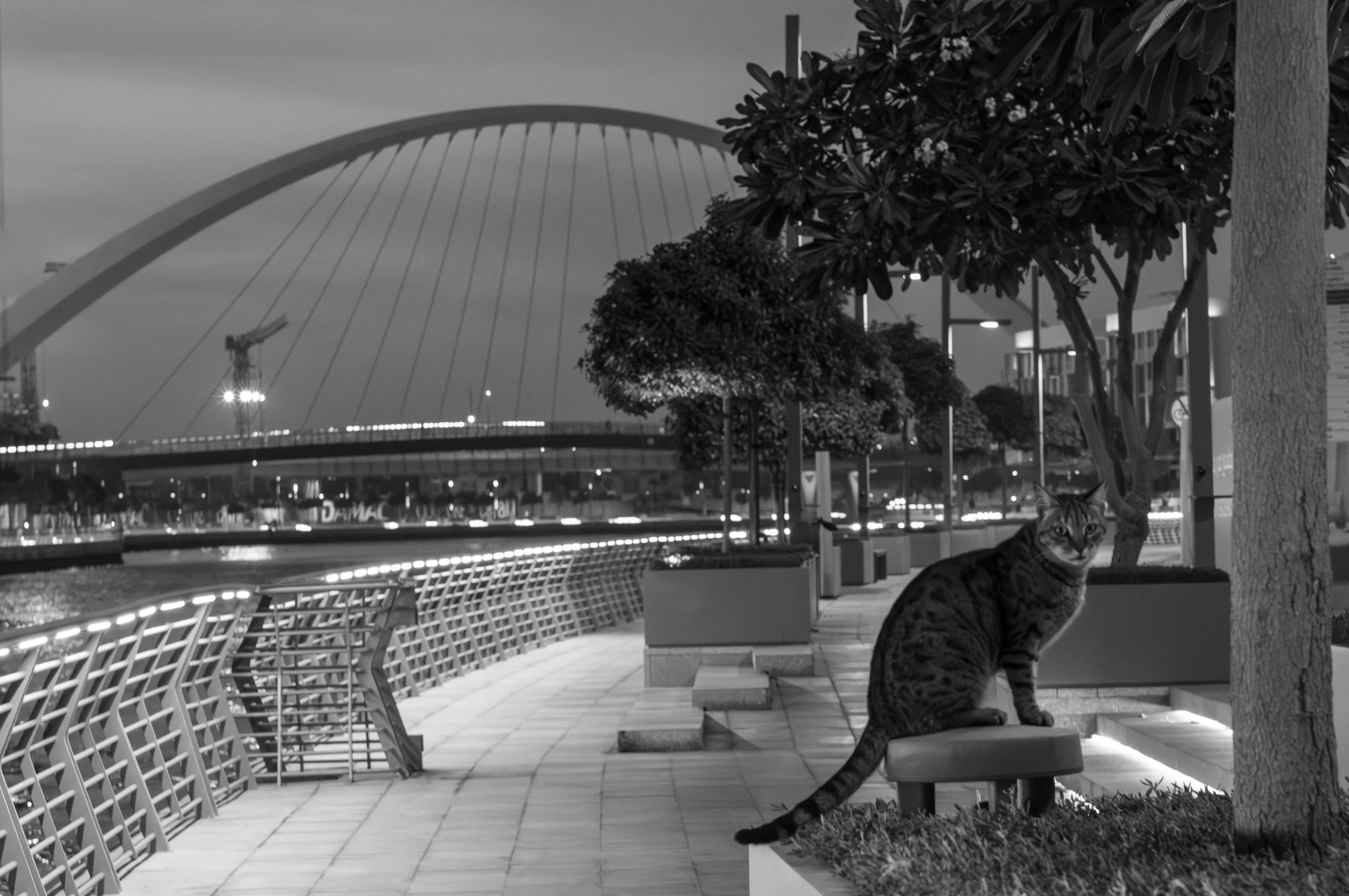 20_cat_and_the_bridge.jpg