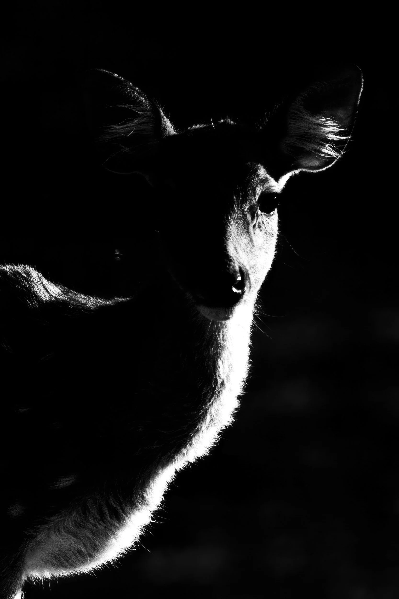 A doe in rim light · 2 June, 6:51 am