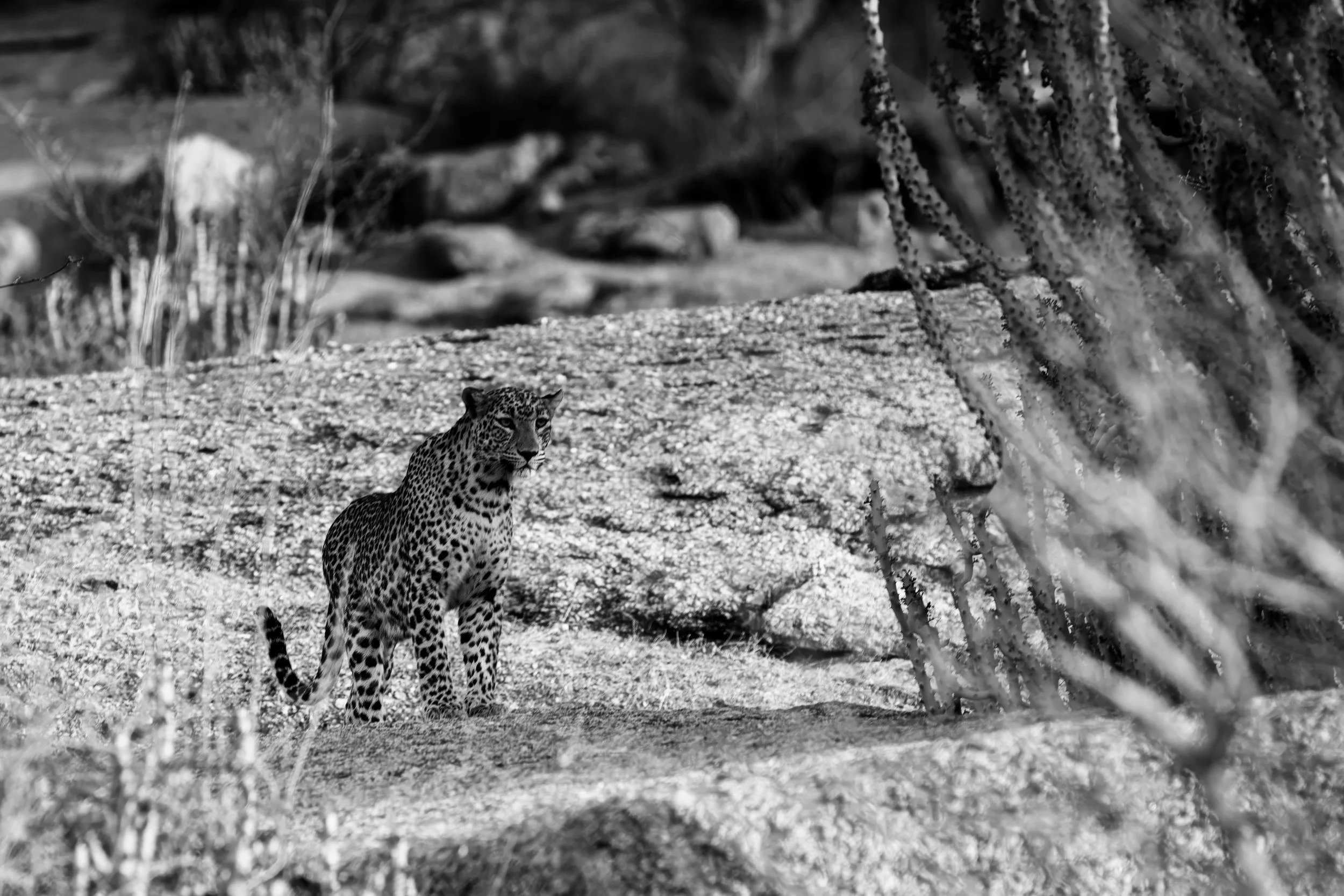 Leopard Country — the granite hills of Jawai